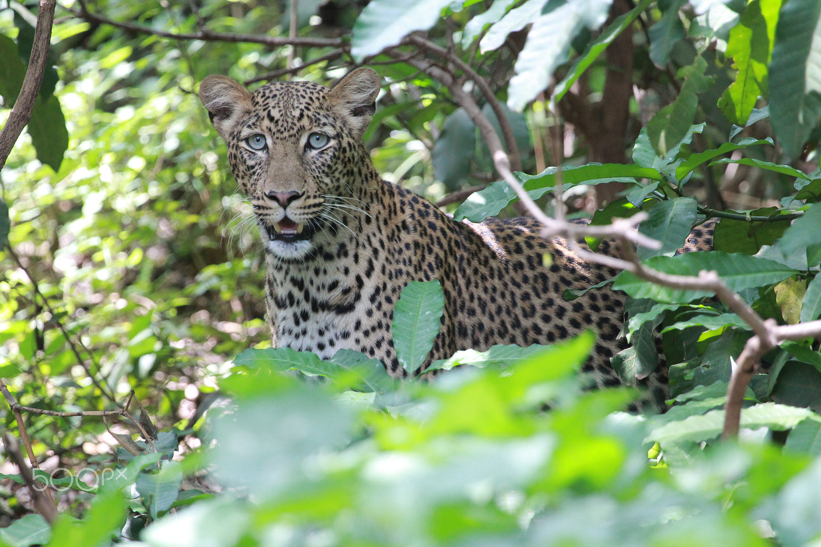 Canon EF 100-400mm F4.5-5.6L IS USM sample photo. Lepord looking for dinner photography