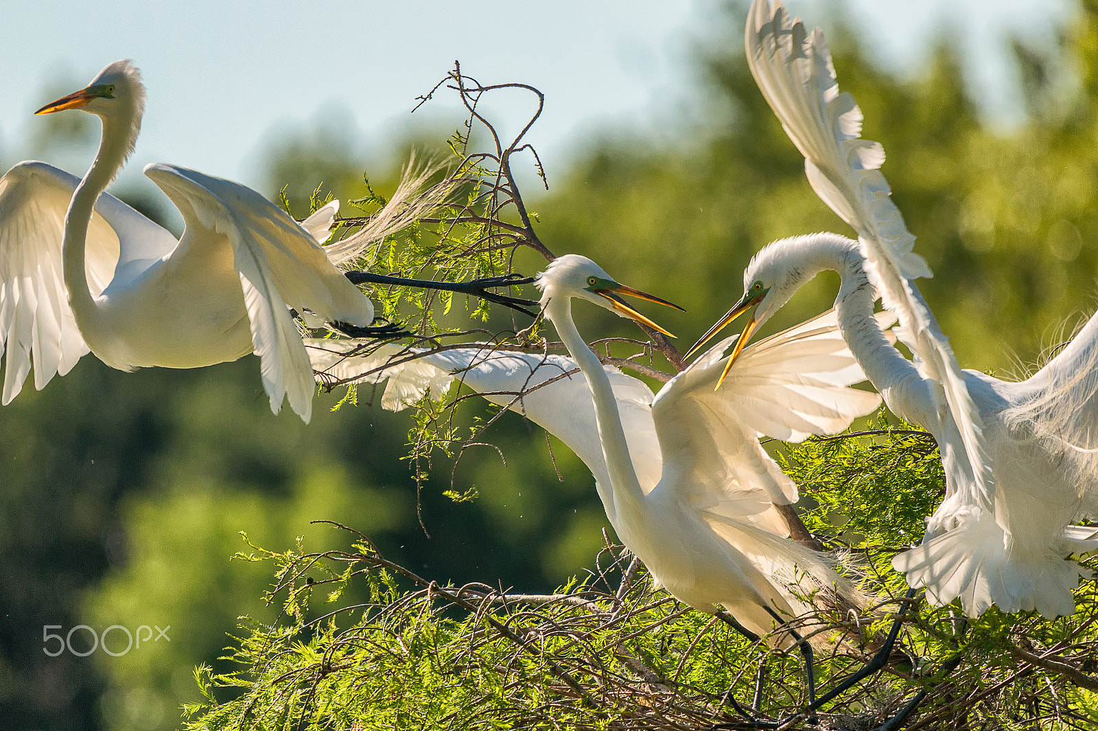 Sigma 50-500mm f/4-6.3 APO HSM EX sample photo. Great white egret mating squabble photography