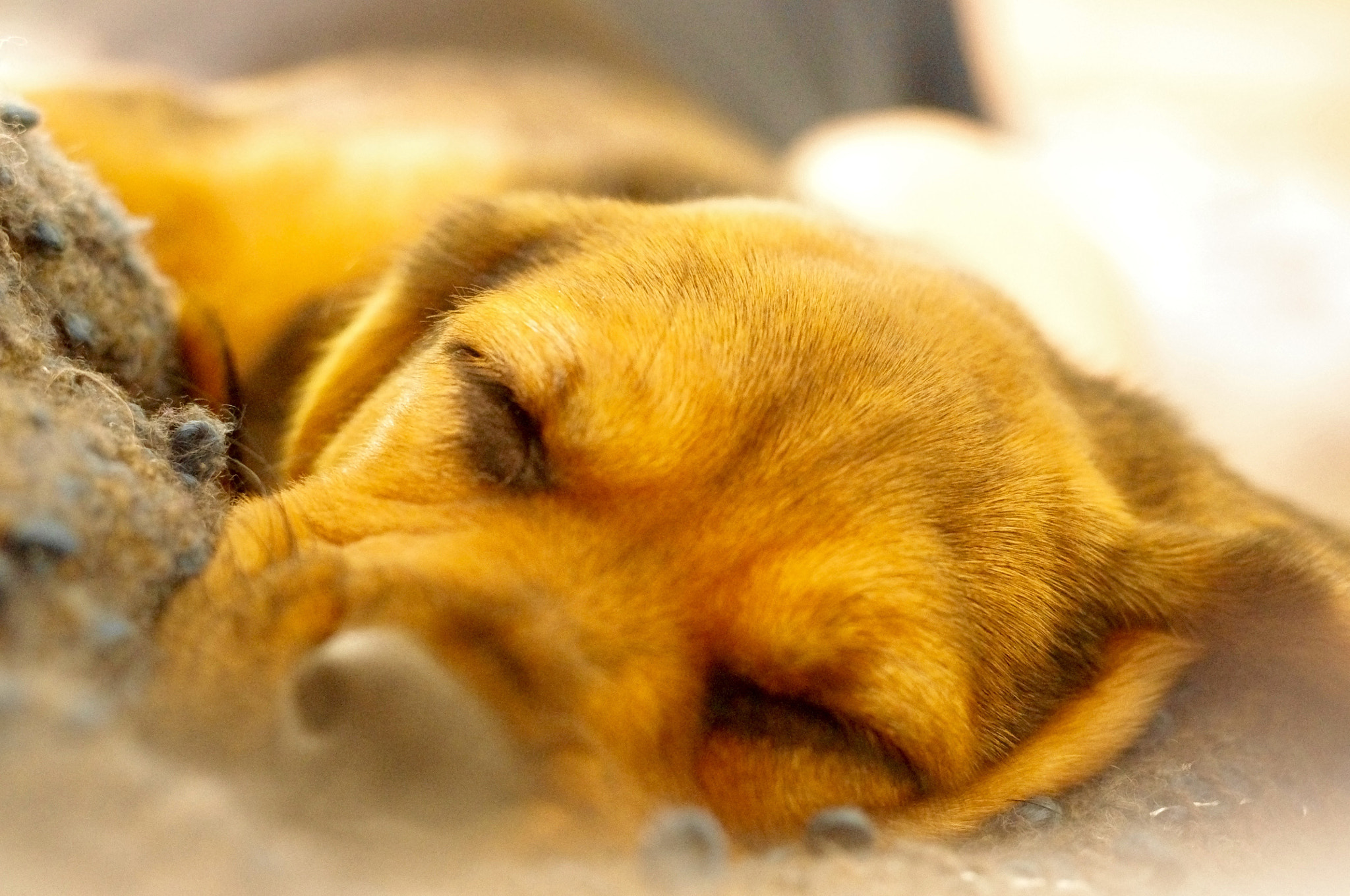 Pentax K-x + Pentax smc DA 50mm F1.8 sample photo. Sleeping puppy photography