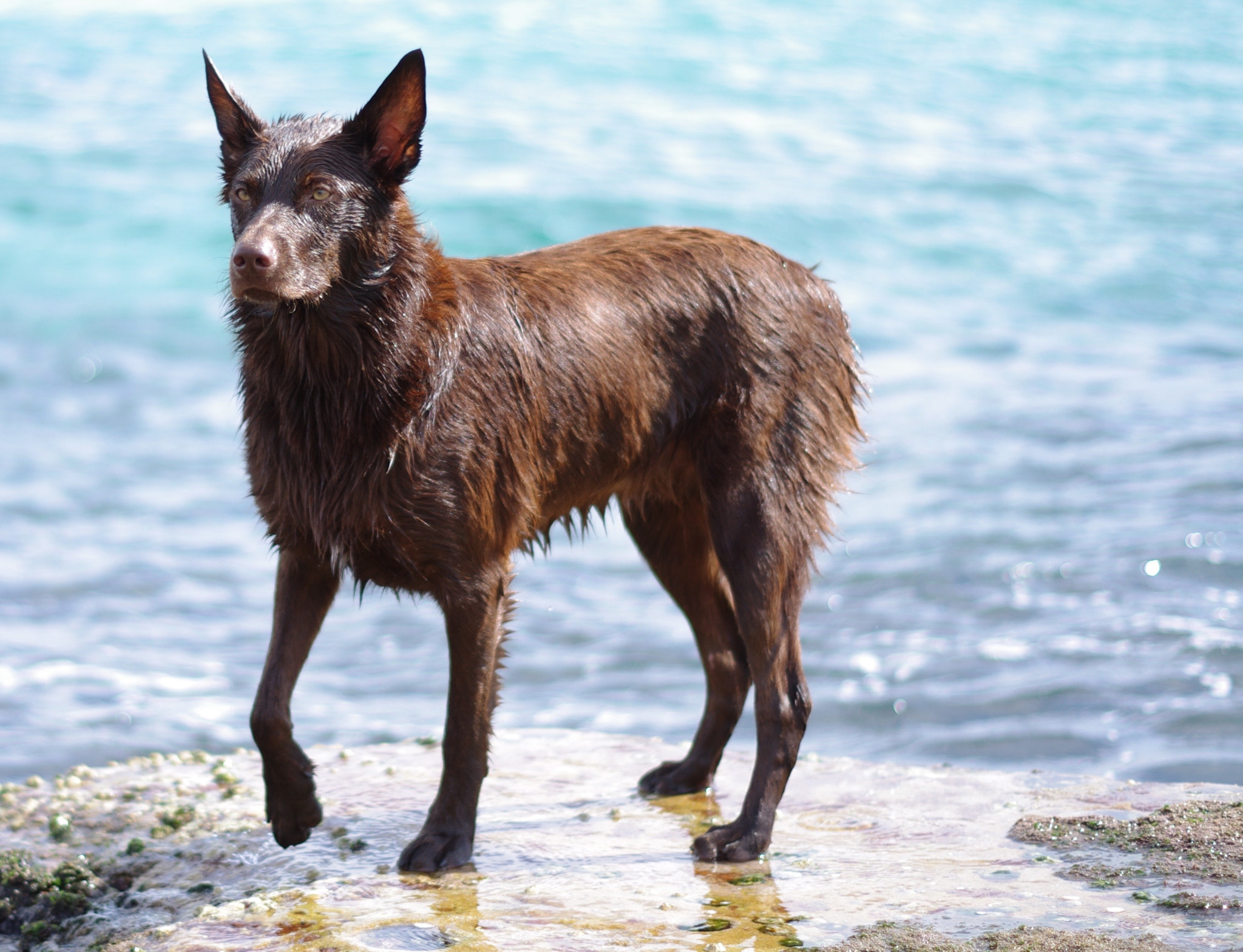 Pentax K-x sample photo. Dog on rocks photography