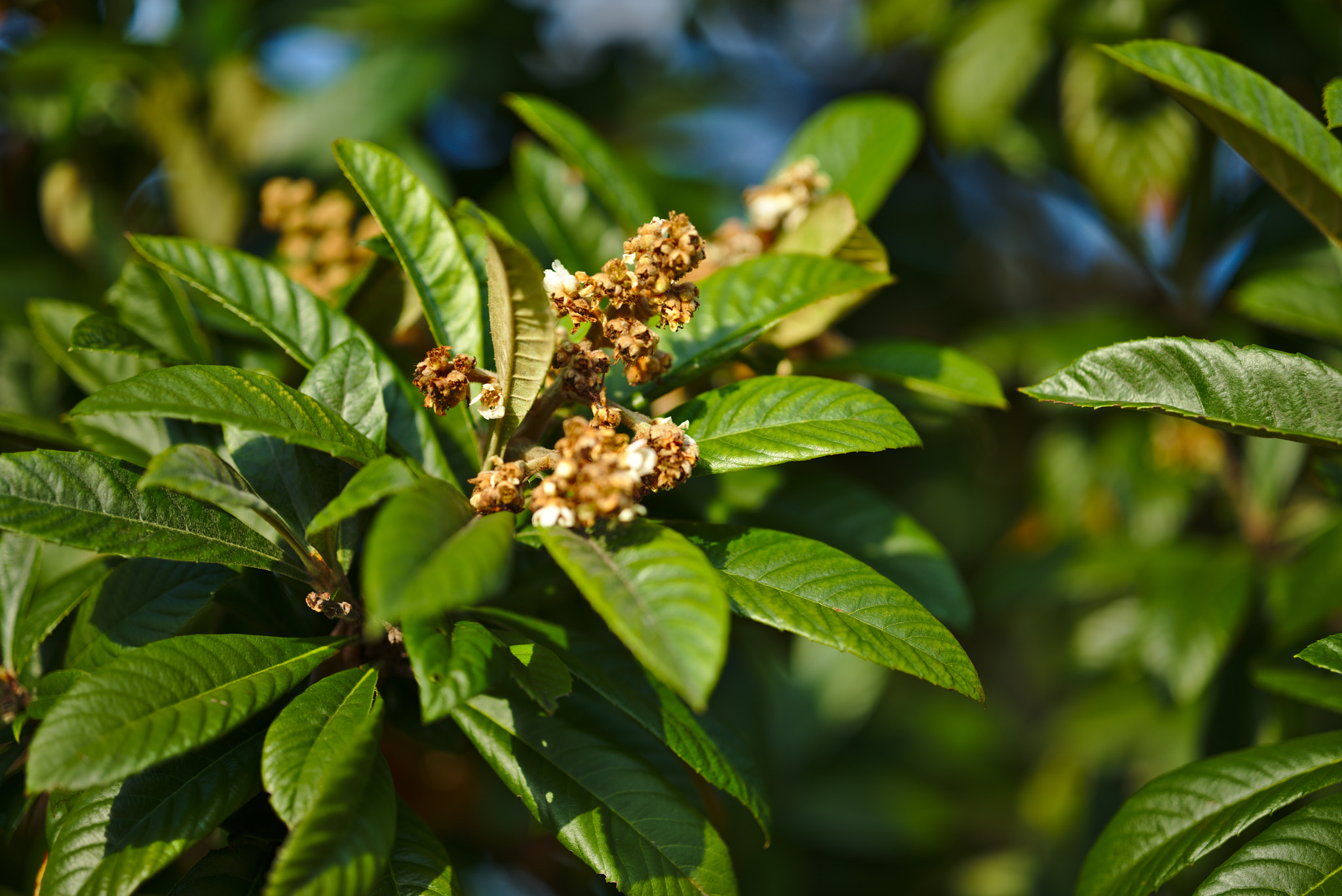 ZEISS Otus 85mm F1.4 sample photo. An eriobotrya about to flower photography