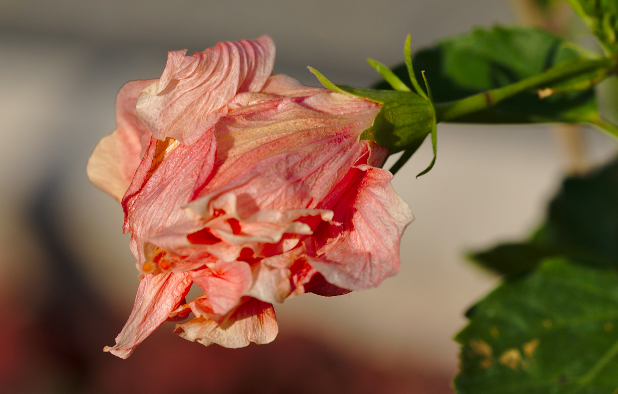 ZEISS Otus 85mm F1.4 sample photo. Pink hibiscus photography