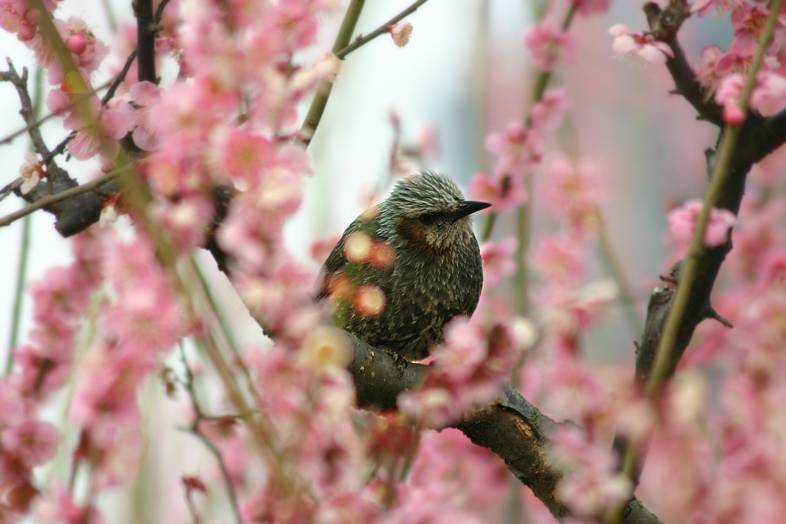 Canon EOS 300D (EOS Digital Rebel / EOS Kiss Digital) sample photo. Plum and bulbul photography