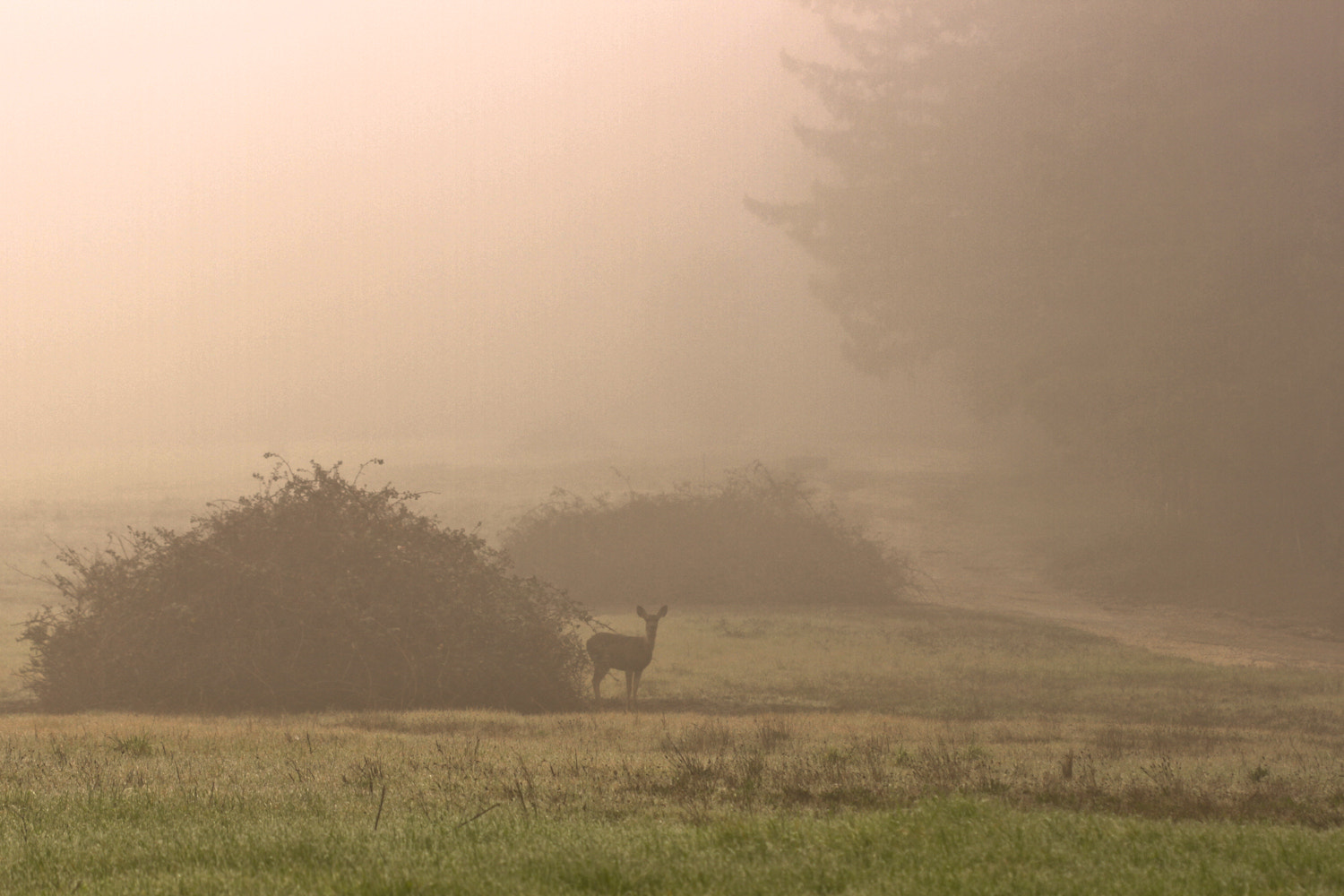 Canon EOS 7D + Canon EF 100mm F2.8 Macro USM sample photo. Meadow spirit photography