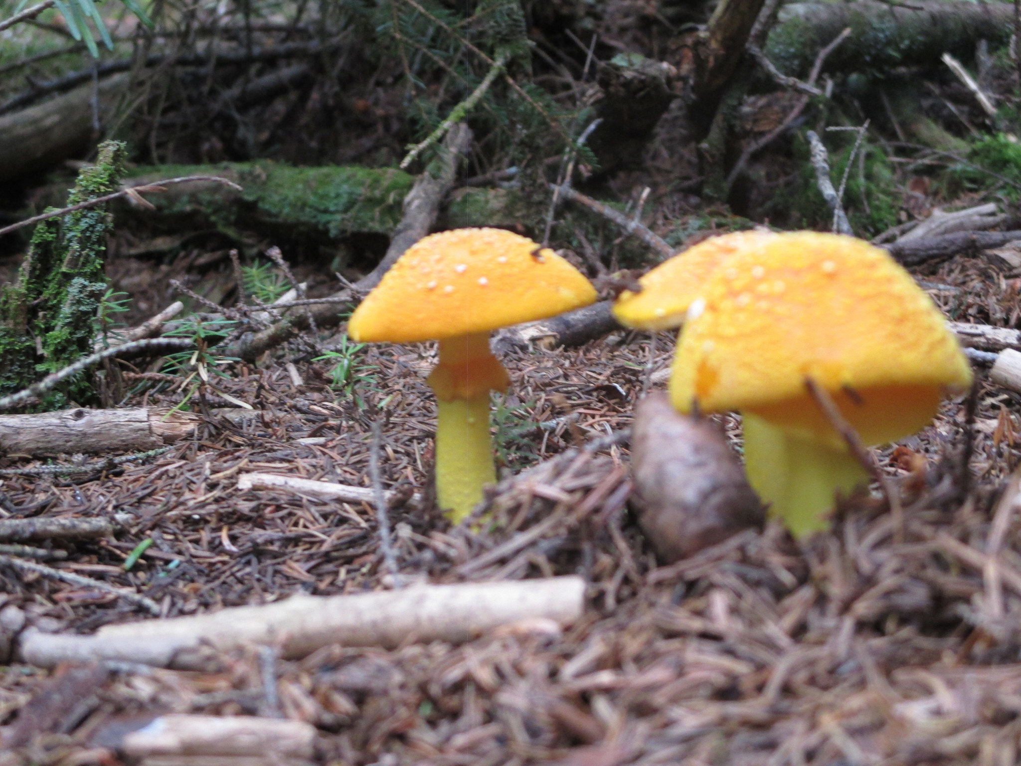 Canon PowerShot ELPH 130 IS (IXUS 140 / IXY 110F) sample photo. Lovely mushrooms on my hike up mt. washington nh 2014. photography