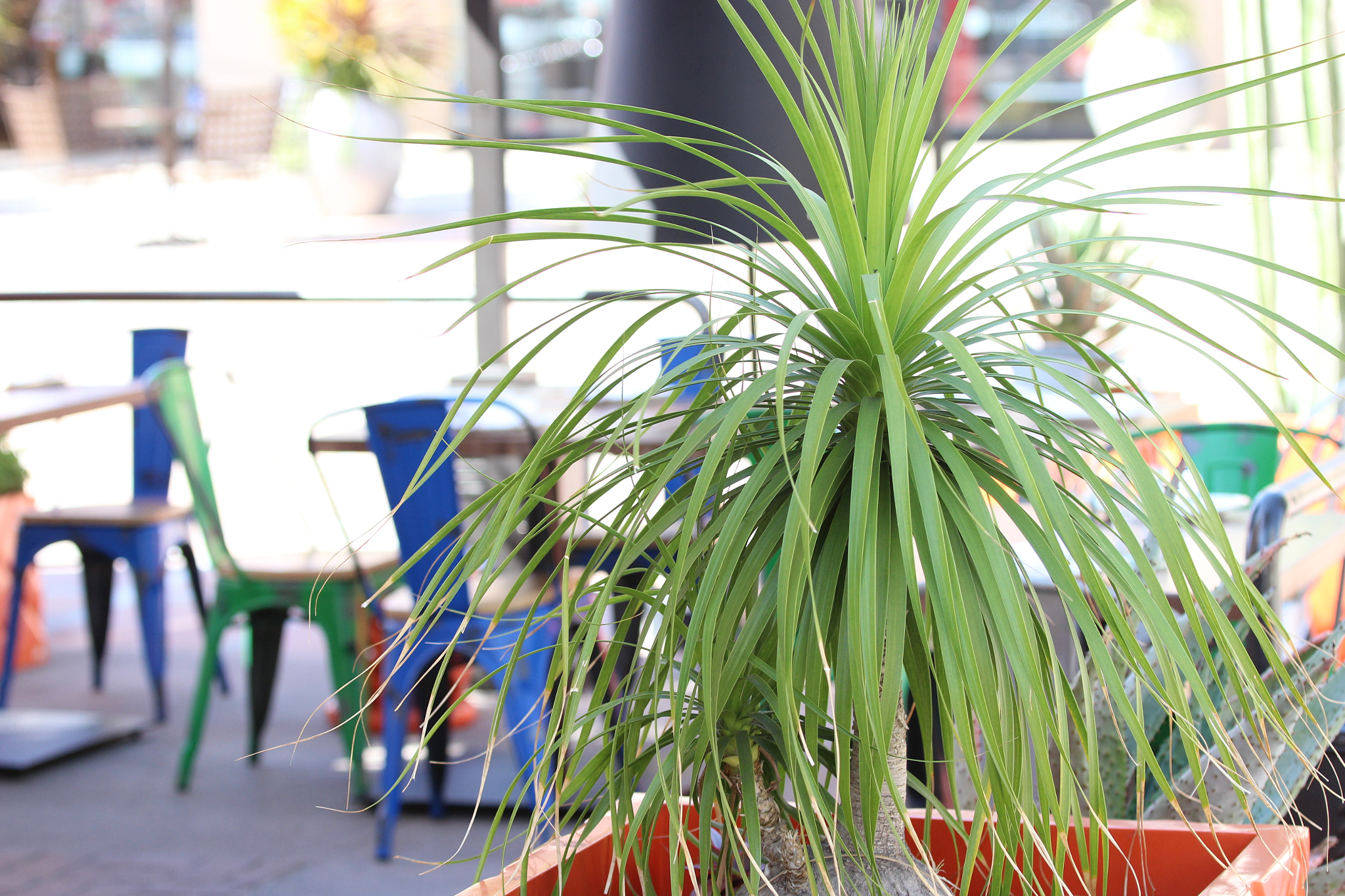 Canon EF 70-200mm F2.8L IS II USM sample photo. Plant photography