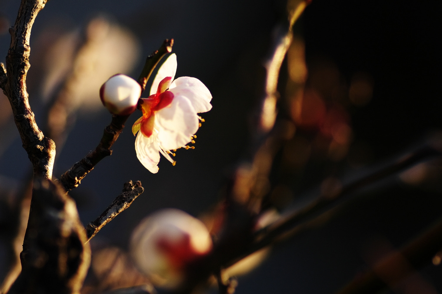 Pentax K20D + Tamron SP AF 90mm F2.8 Di Macro sample photo. White plum blossom 2 photography