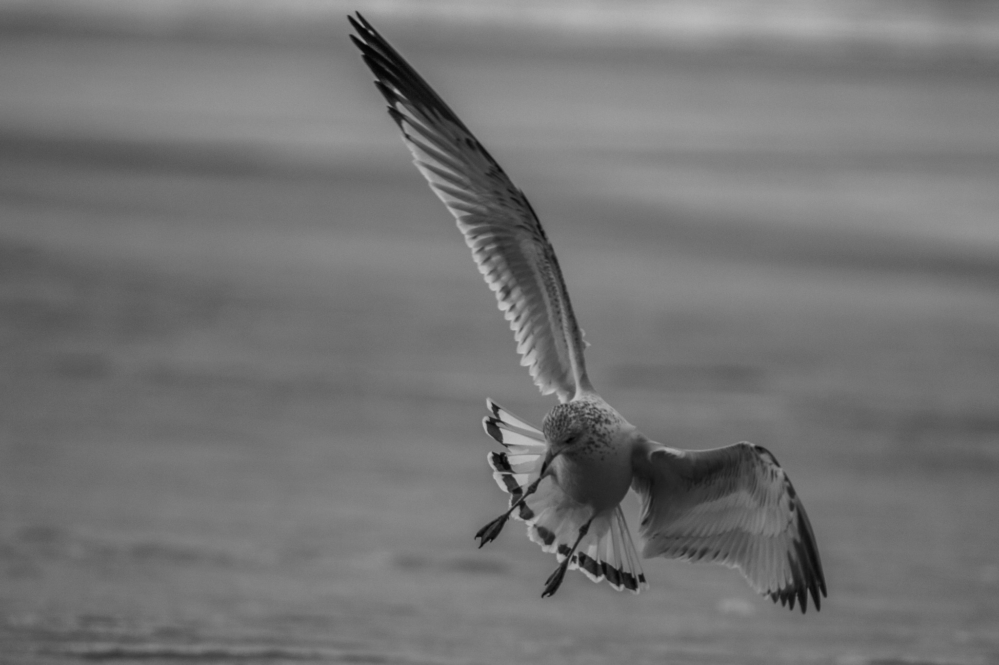 Tamron SP 150-600mm F5-6.3 Di VC USD sample photo. Just playing  around photography