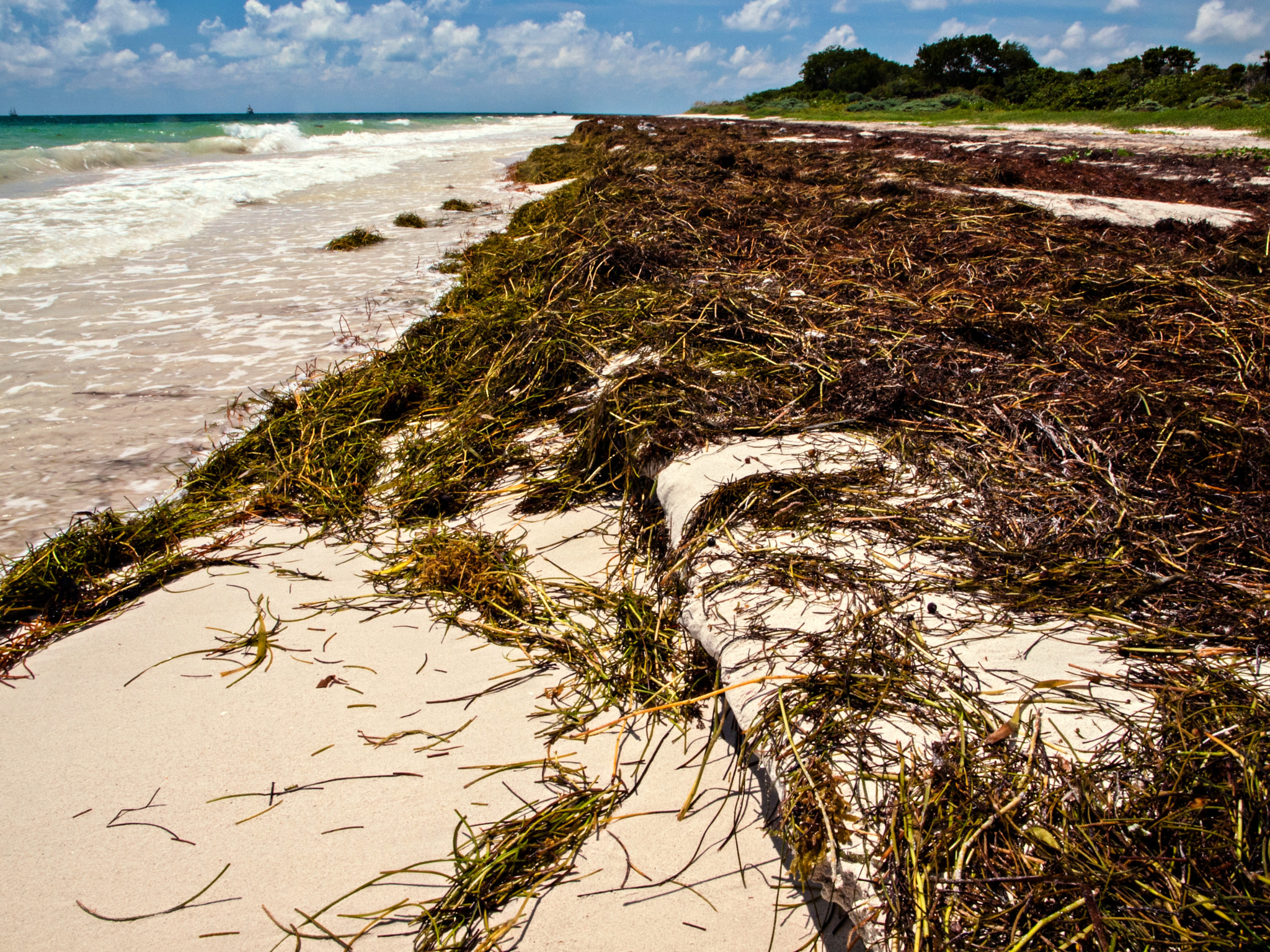 Olympus E-600 (EVOLT E-600) + OLYMPUS 14-42mm Lens sample photo. Sea wrack attack: bahia honda state park photography