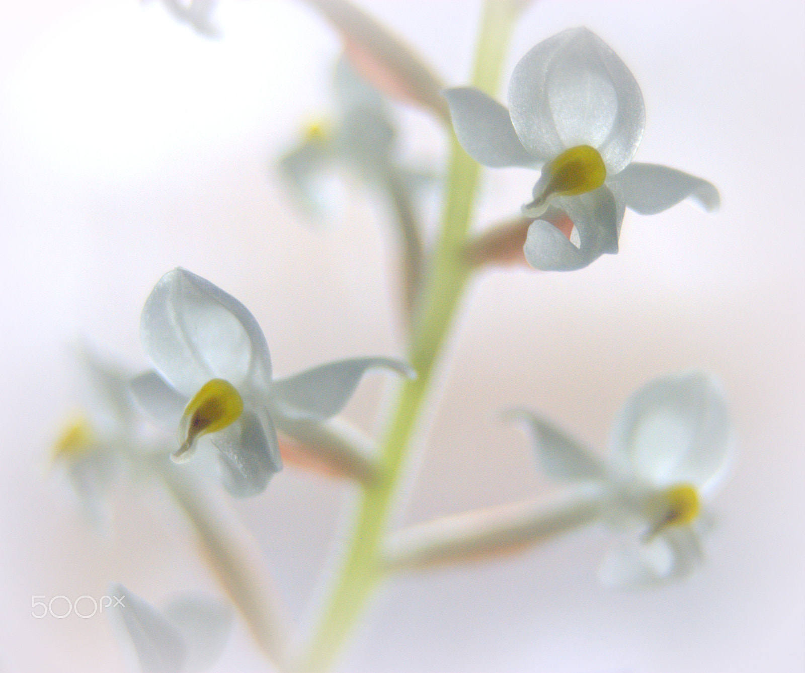 Sigma 28-90mm F3.5-5.6 Macro sample photo. White orchid flowers photography