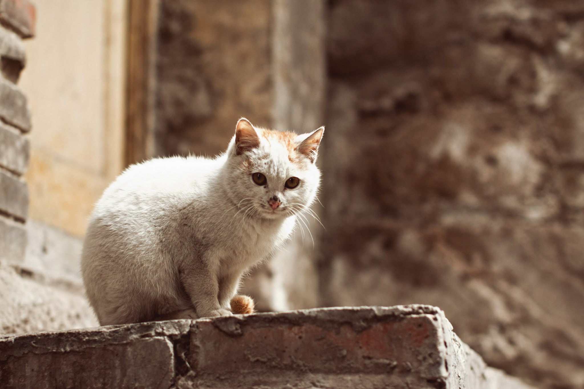Sigma 50mm F1.4 EX DG HSM sample photo. * photography