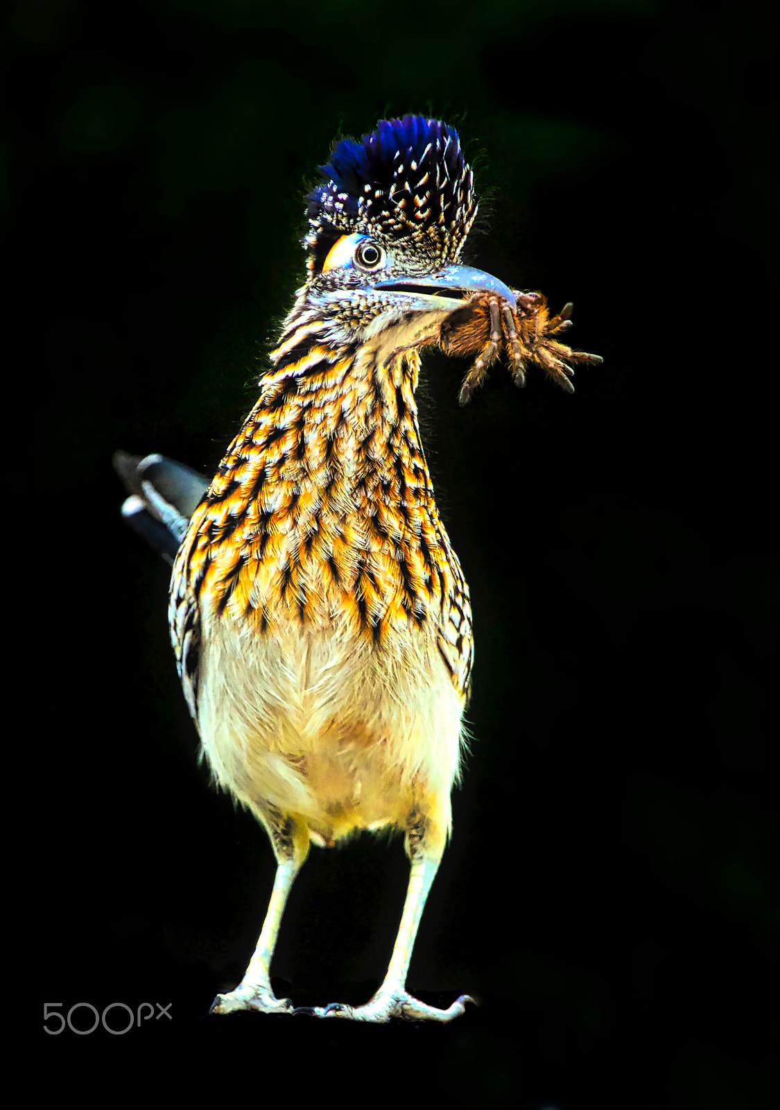 Canon EF 100-400mm F4.5-5.6L IS USM sample photo. Beepbeep photography