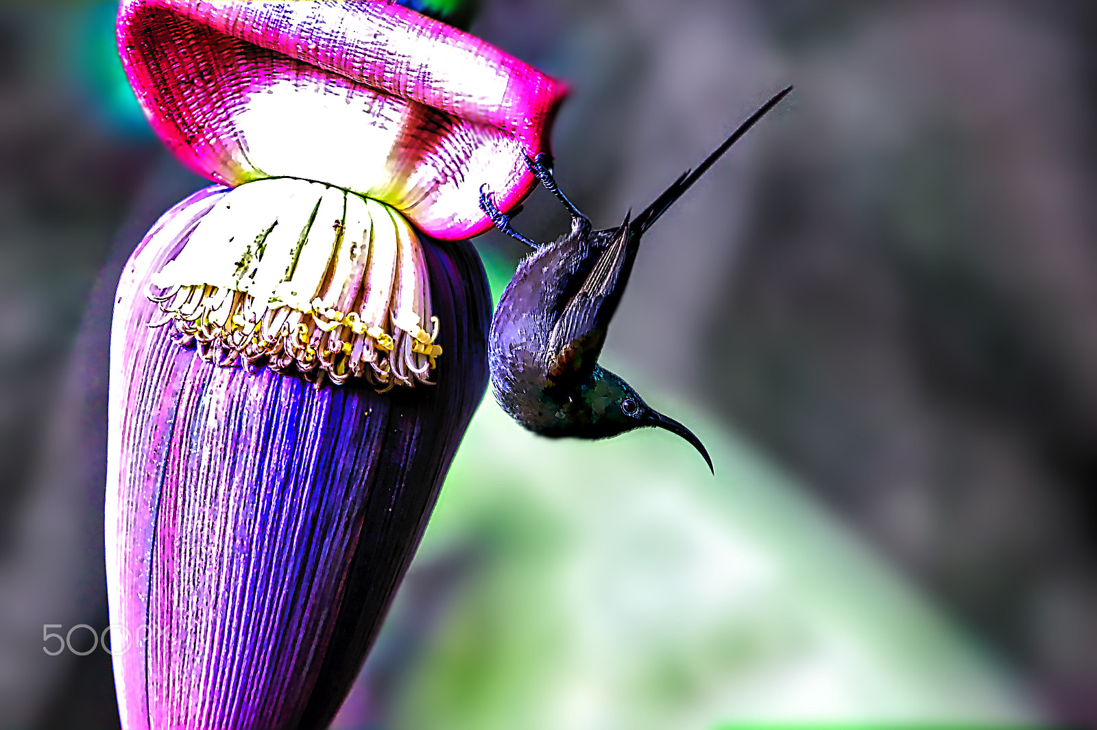 Canon EF 100-400mm F4.5-5.6L IS USM sample photo. Bird and flower photography