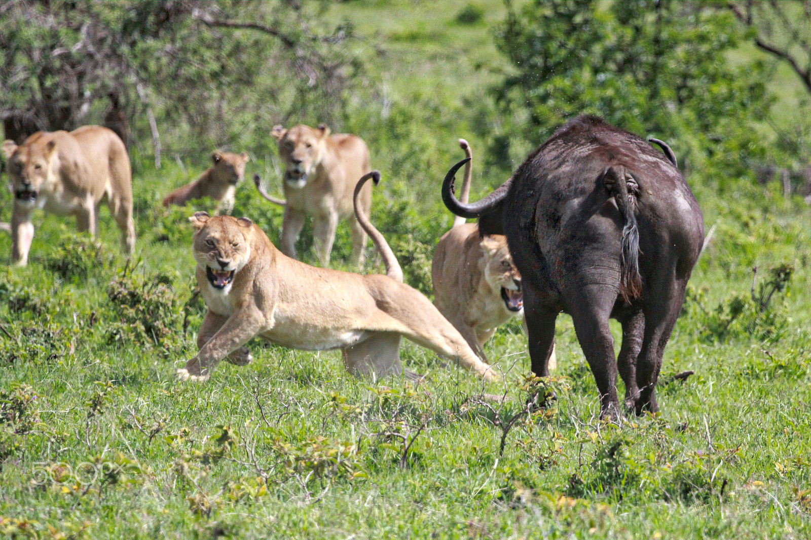 Canon EF 100-400mm F4.5-5.6L IS USM sample photo. Lionesses and kate photography
