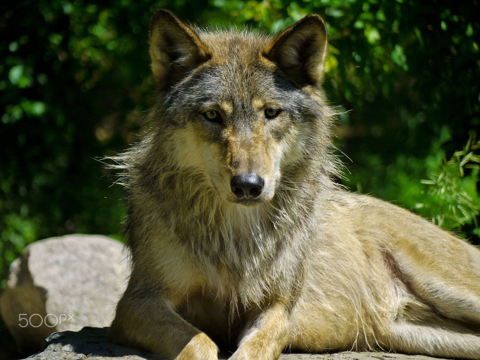 Panasonic Lumix DMC-G2 sample photo. Slightly skeptical wolf photography