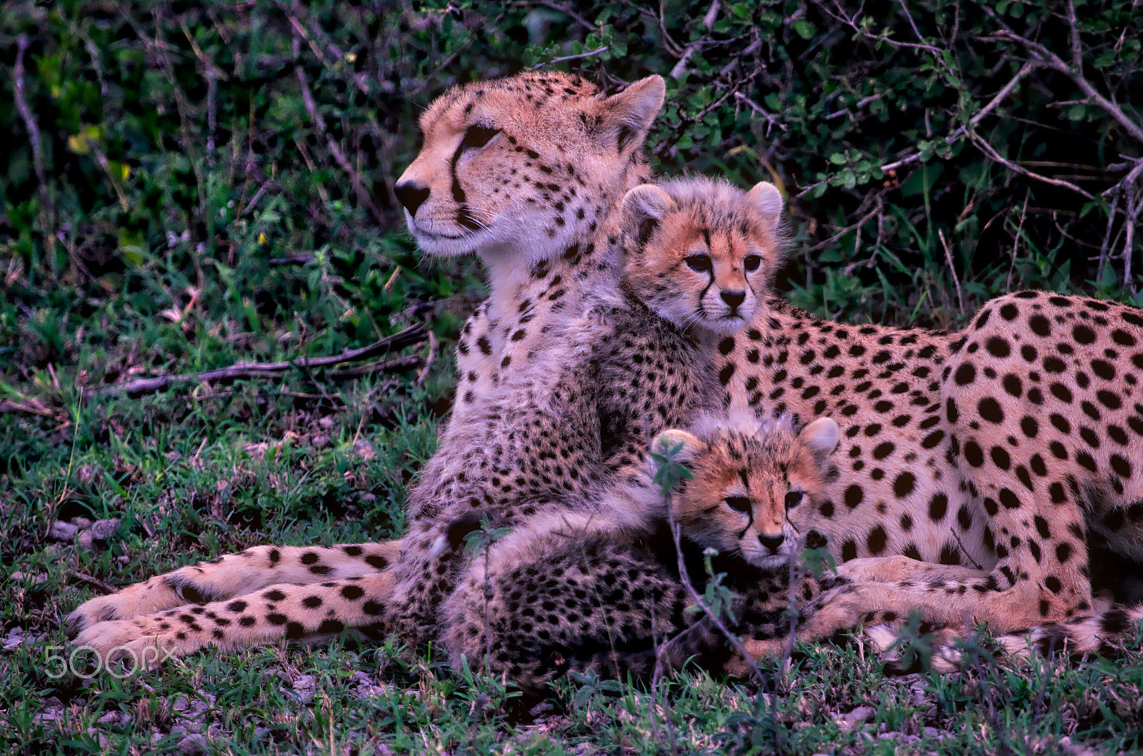 Canon EF 100-400mm F4.5-5.6L IS USM sample photo. Chetta & cubs photography
