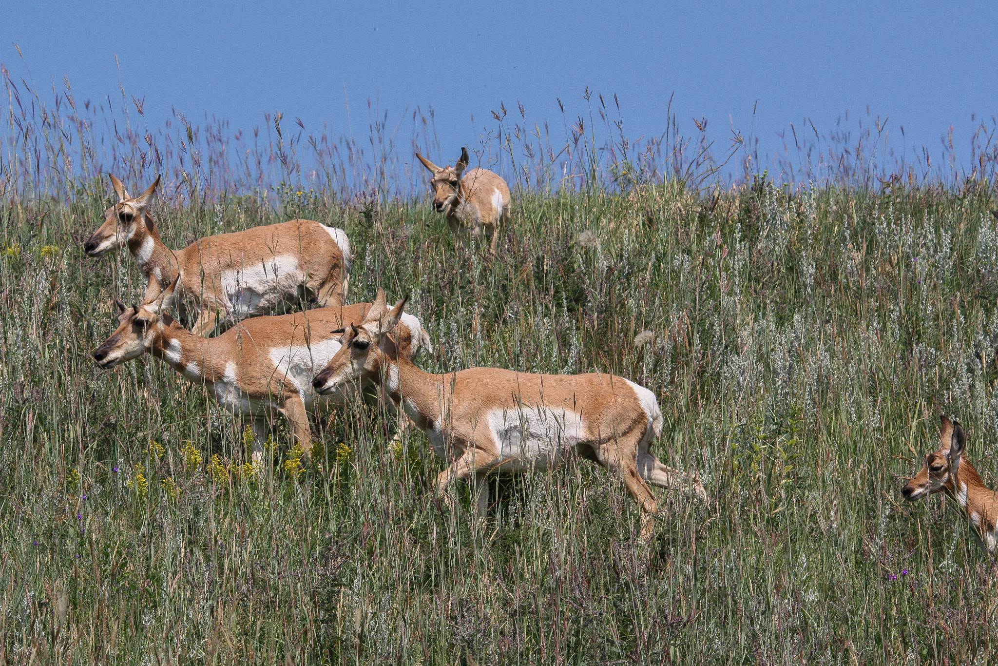 Sigma 150-500mm F5-6.3 DG OS HSM sample photo. Pronghorns prowling photography