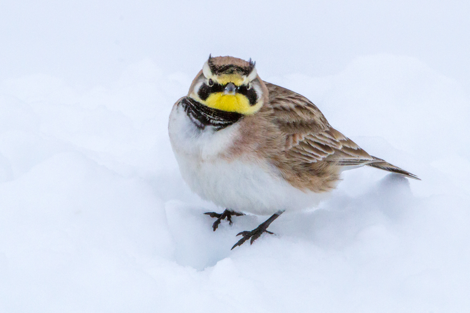Canon EF 200-400mm F4L IS USM Extender 1.4x sample photo. Horned lark photography