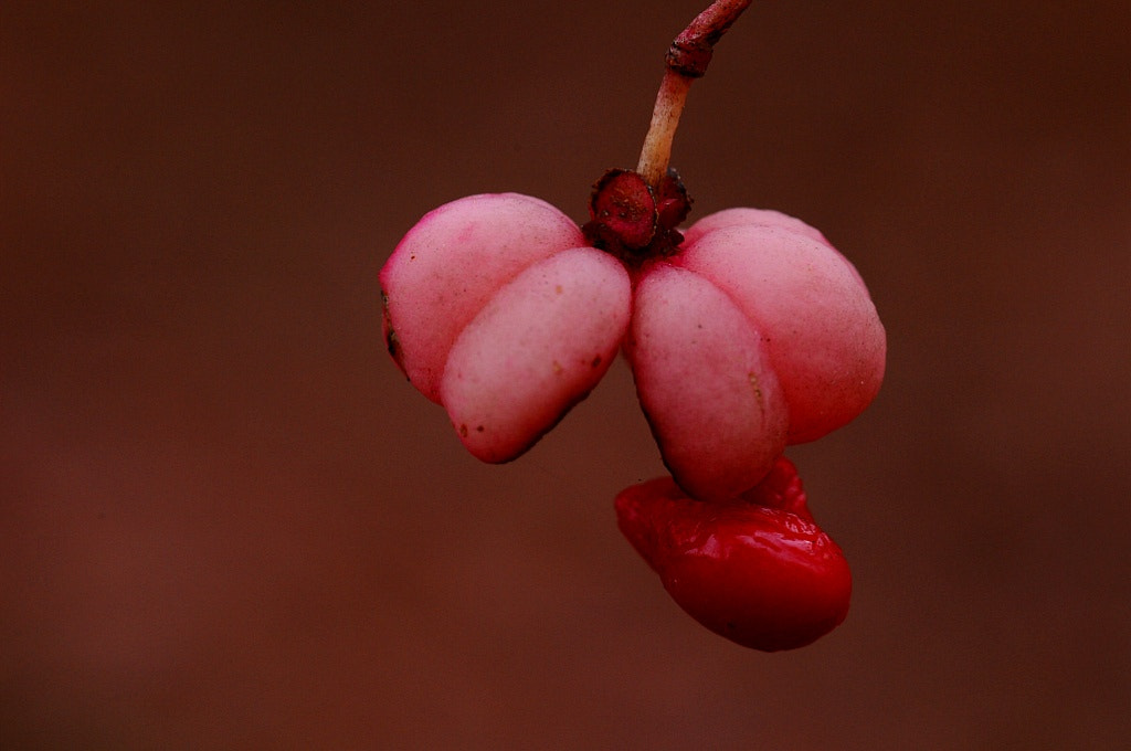 Nikon D300 + Sigma 105mm F2.8 EX DG Macro sample photo. A spindle tree.jpg photography