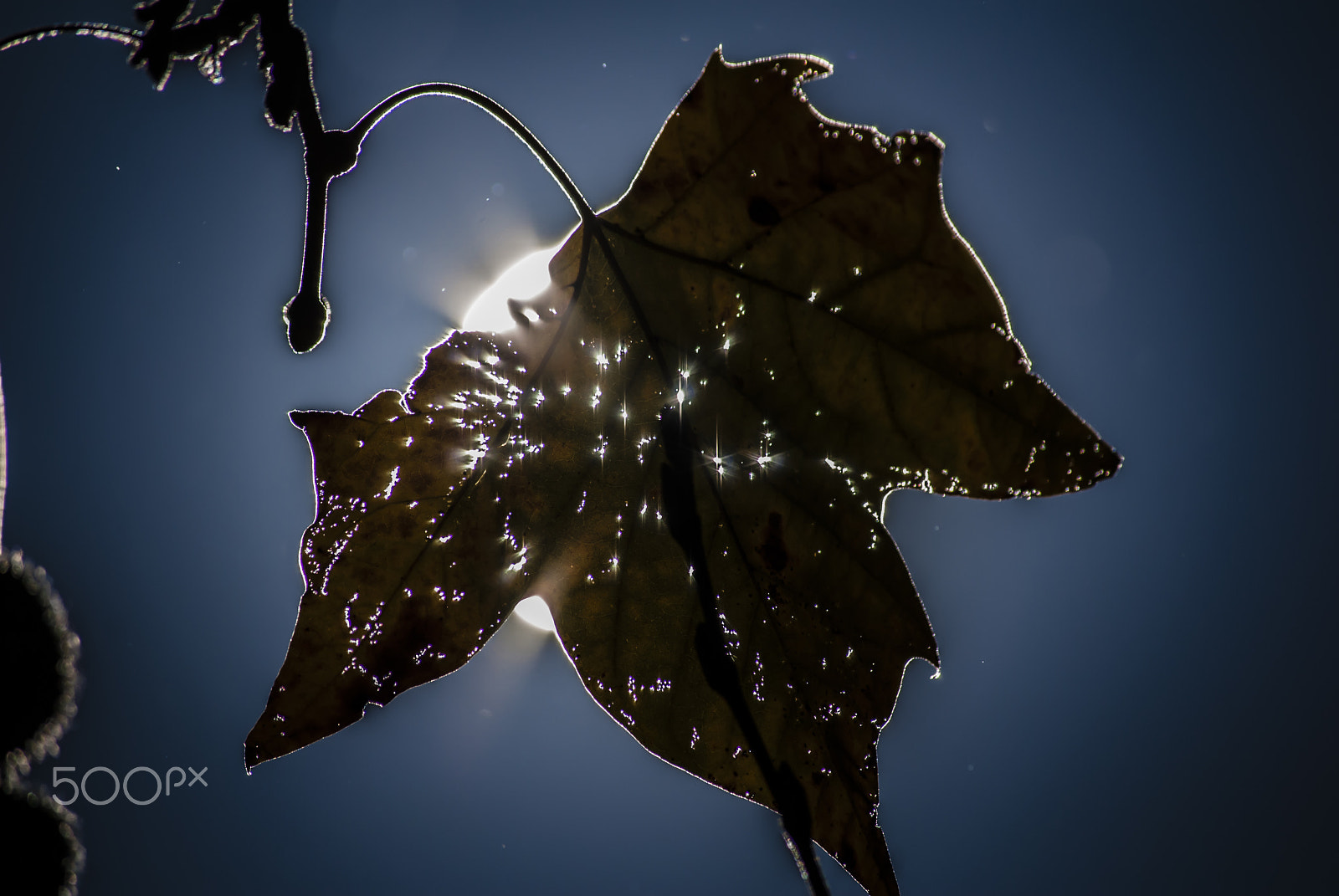 Nikon D200 sample photo. Masking the sun photography