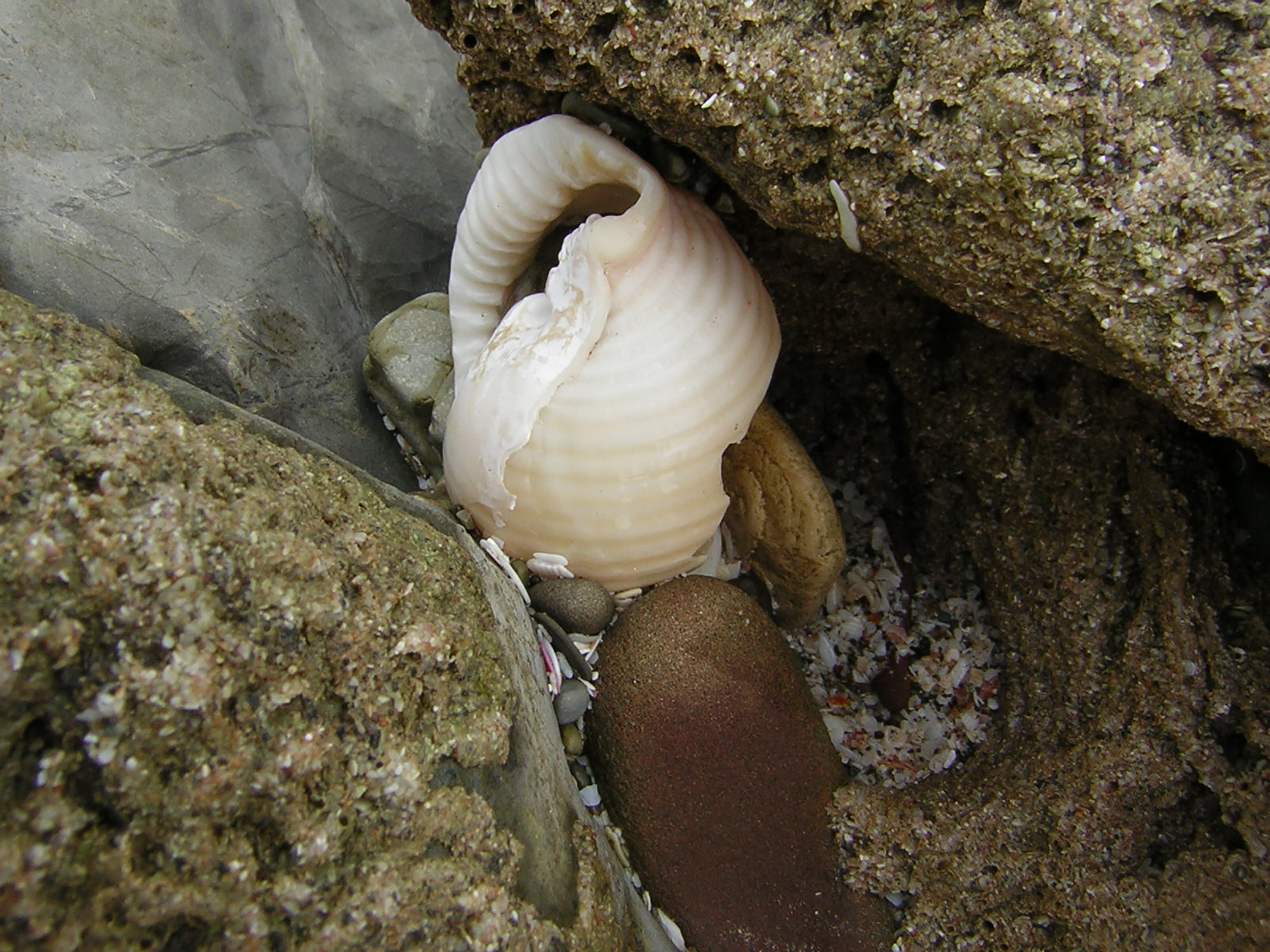Nikon E2200 sample photo. Snails and shells photography