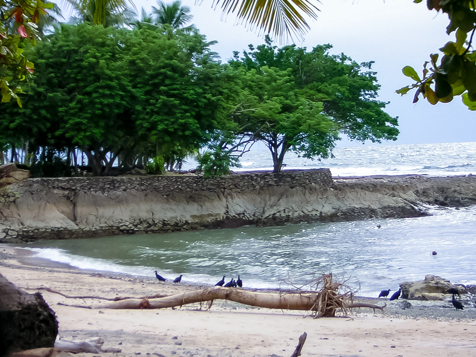 Nikon E2200 sample photo. Birds and sea photography