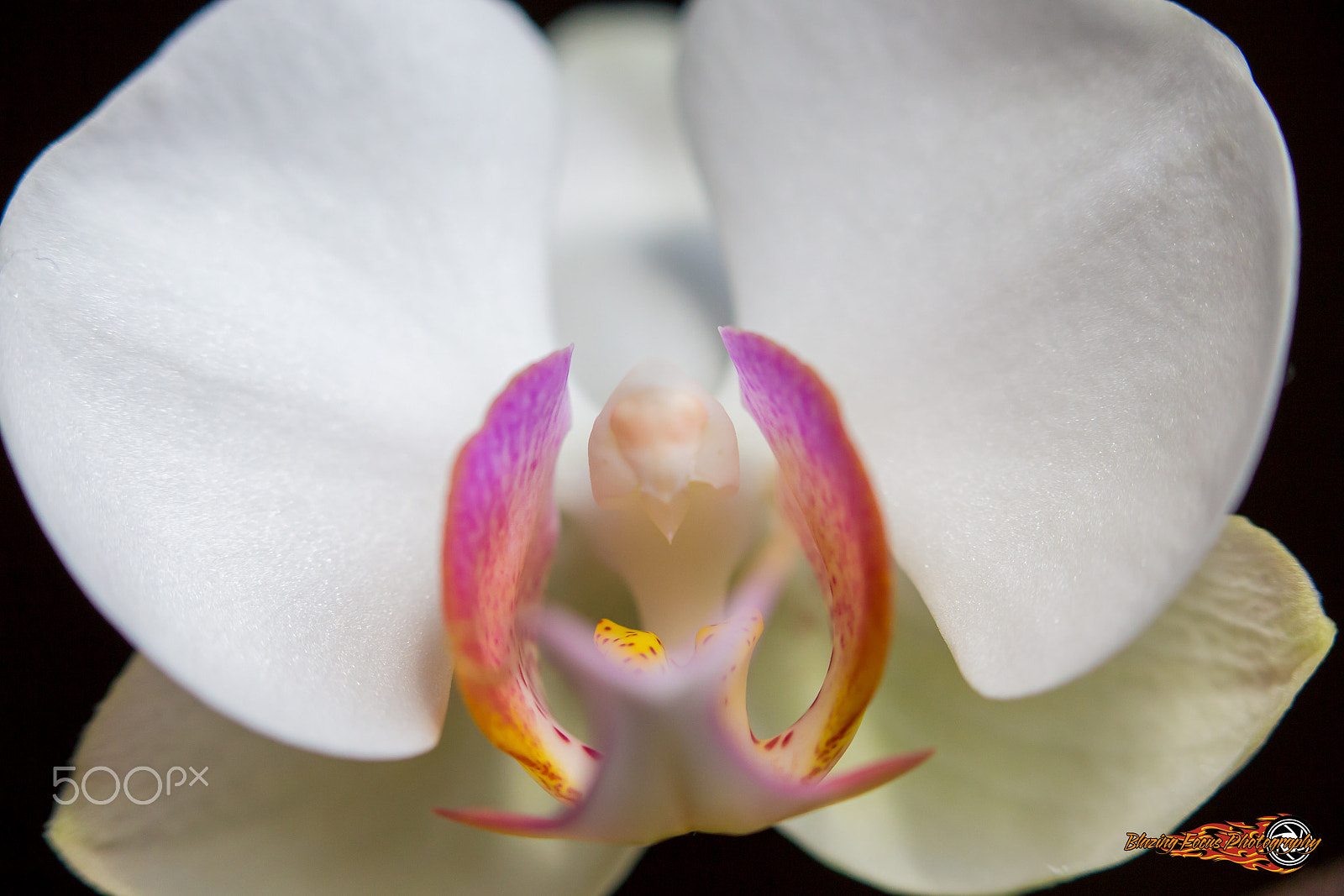 Canon EOS 6D + Canon EF 100mm F2.8 Macro USM sample photo. Birds of a petal photography