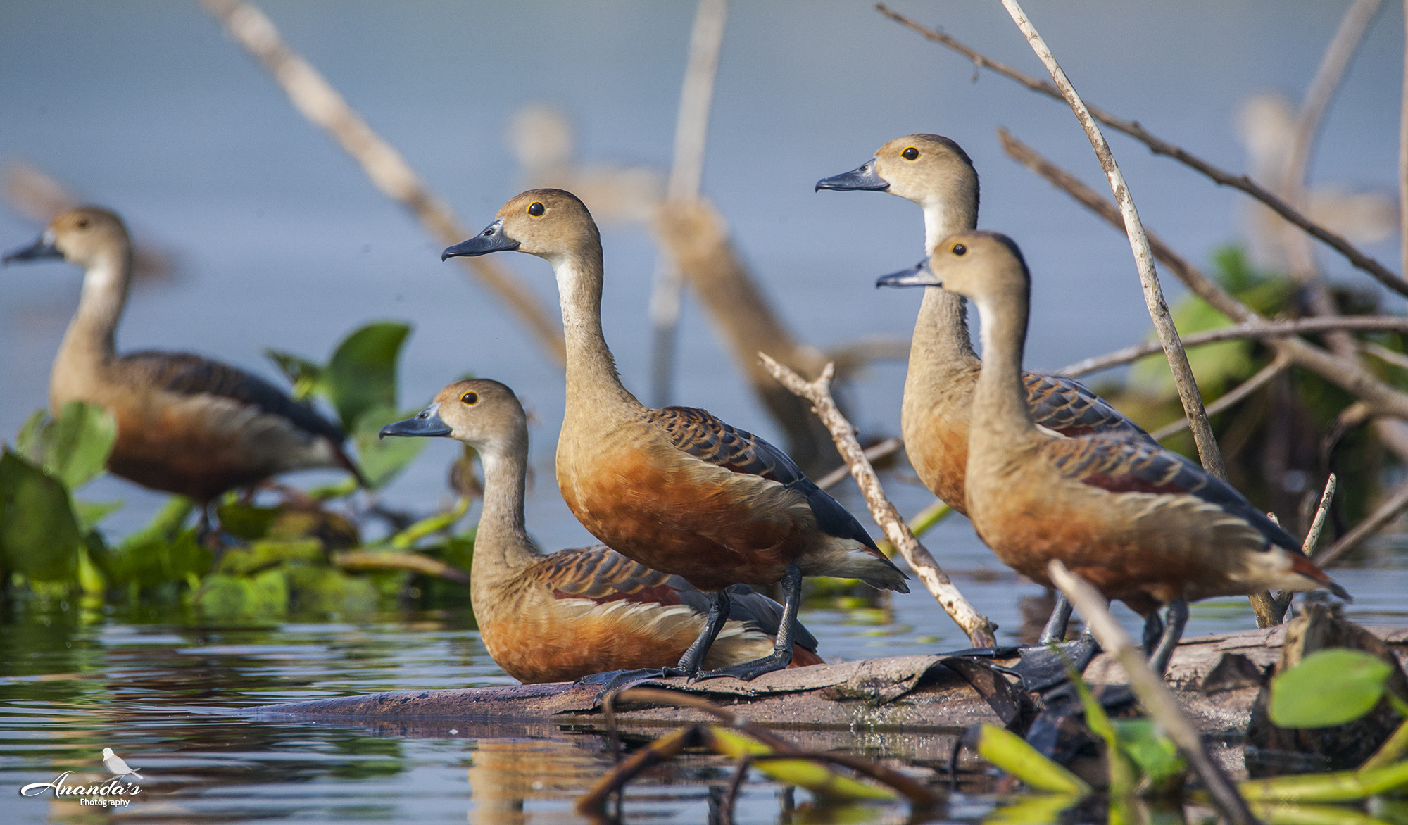 Tamron SP 150-600mm F5-6.3 Di VC USD sample photo. The duck family photography
