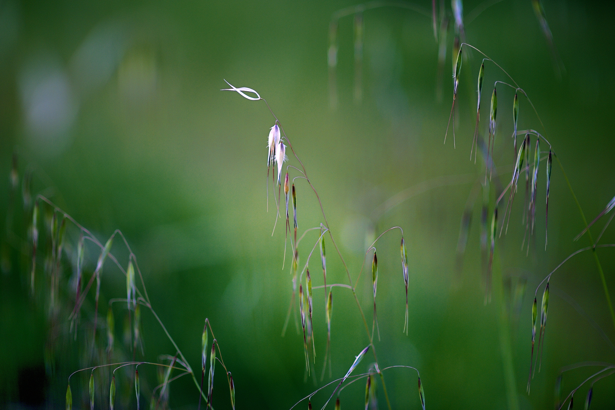 Nikon Df + Nikon AF Nikkor 85mm F1.4D sample photo. Fish in the grass photography