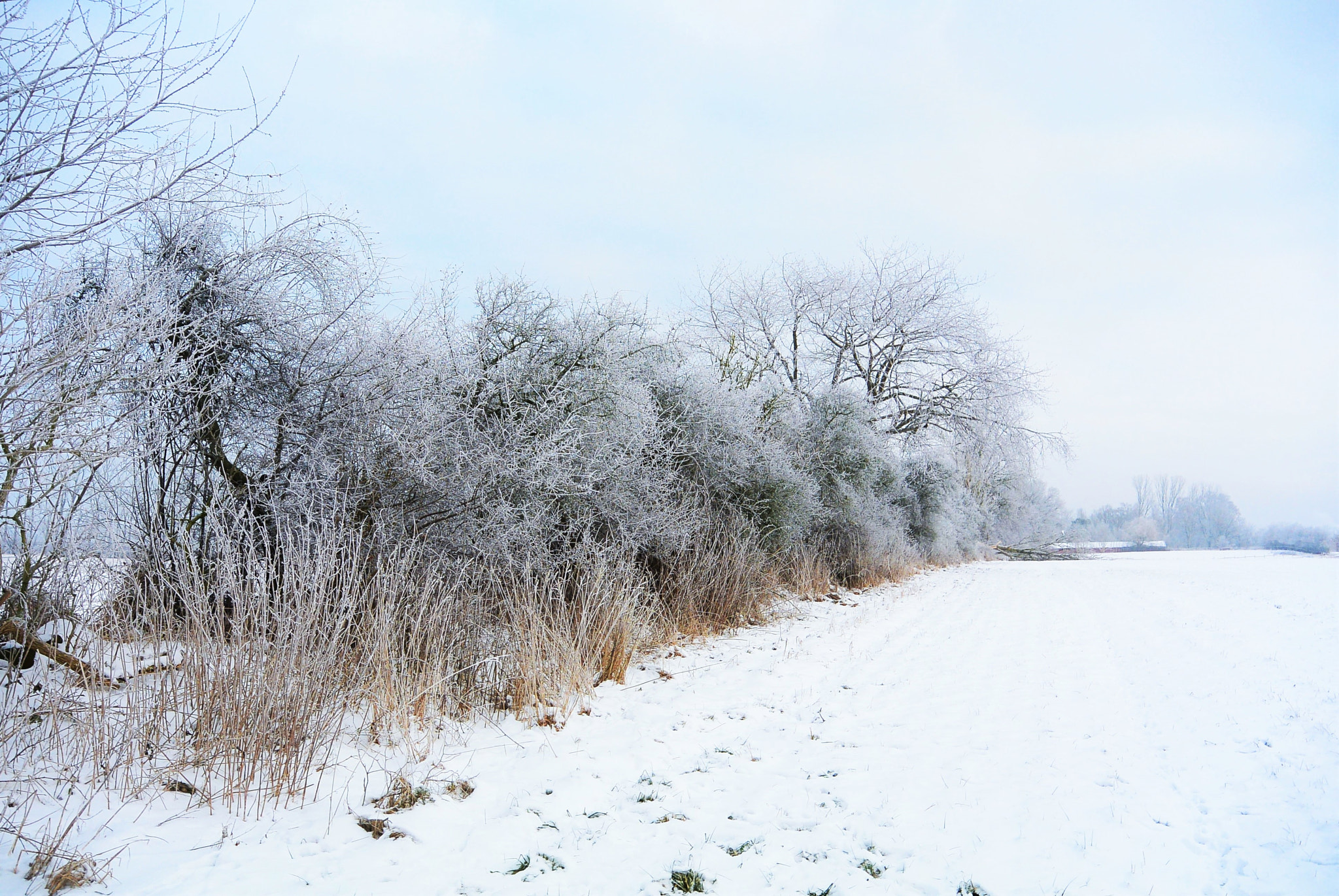Nikon 1 S1 sample photo. Nature´s fence photography