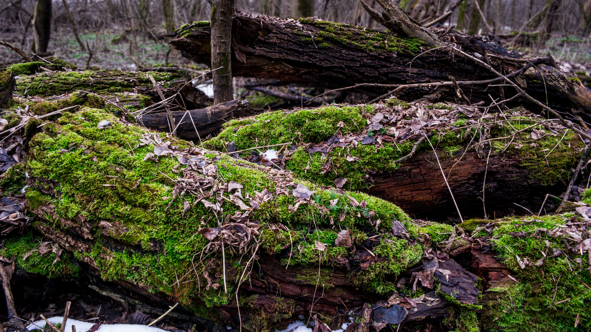 Samsung NX30 + Samsung NX 16mm F2.4 Pancake sample photo. Moss covered fallen tree photography