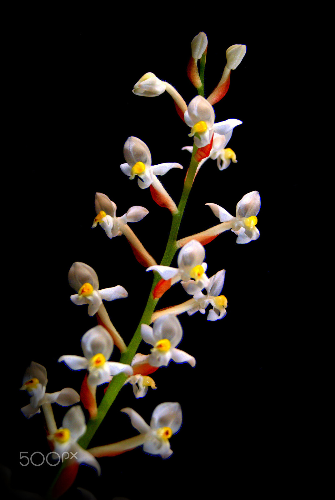 Sigma 28-90mm F3.5-5.6 Macro sample photo. Ludisia orchid photography