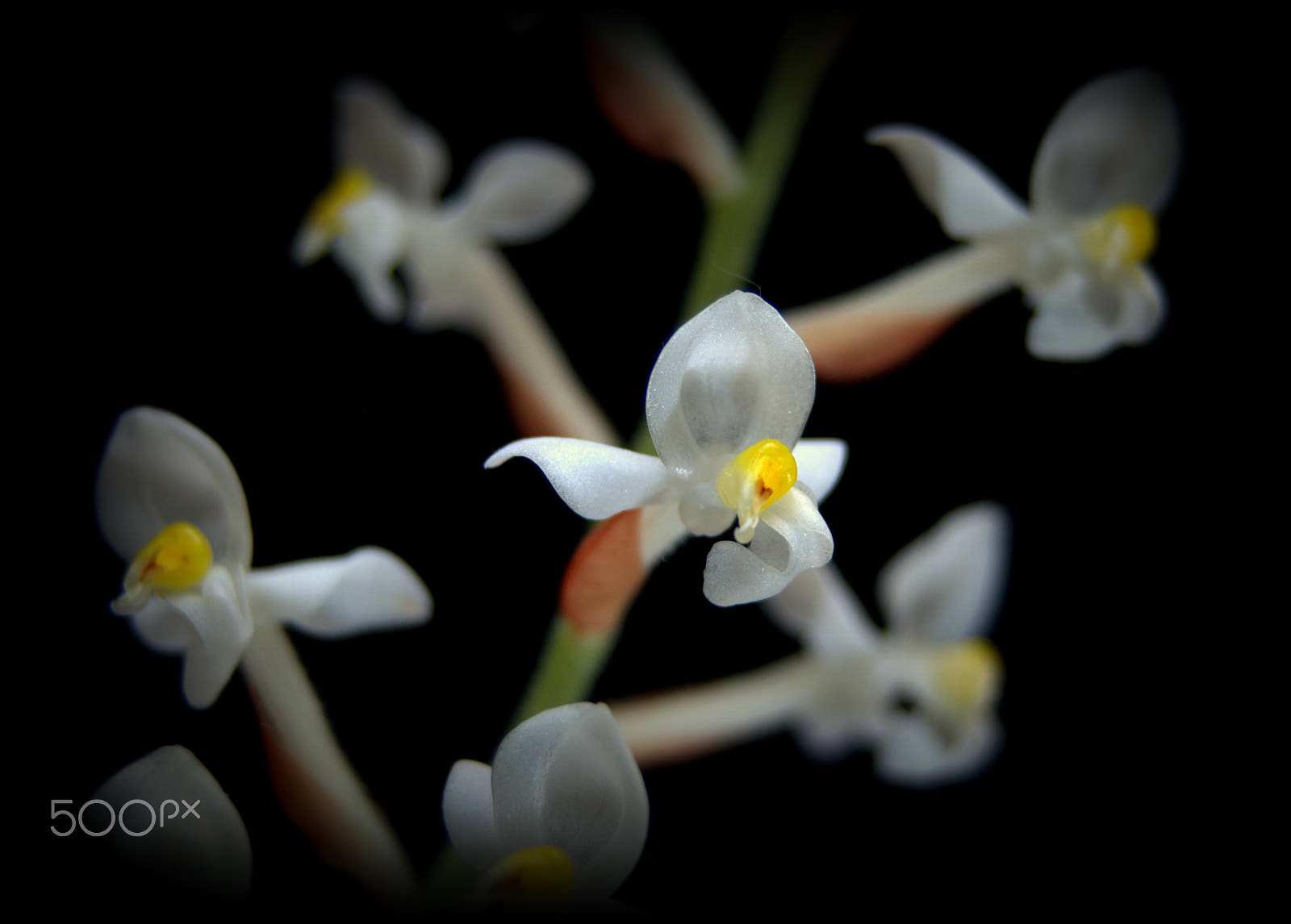 Sigma 28-90mm F3.5-5.6 Macro sample photo. Ludisia orchid photography