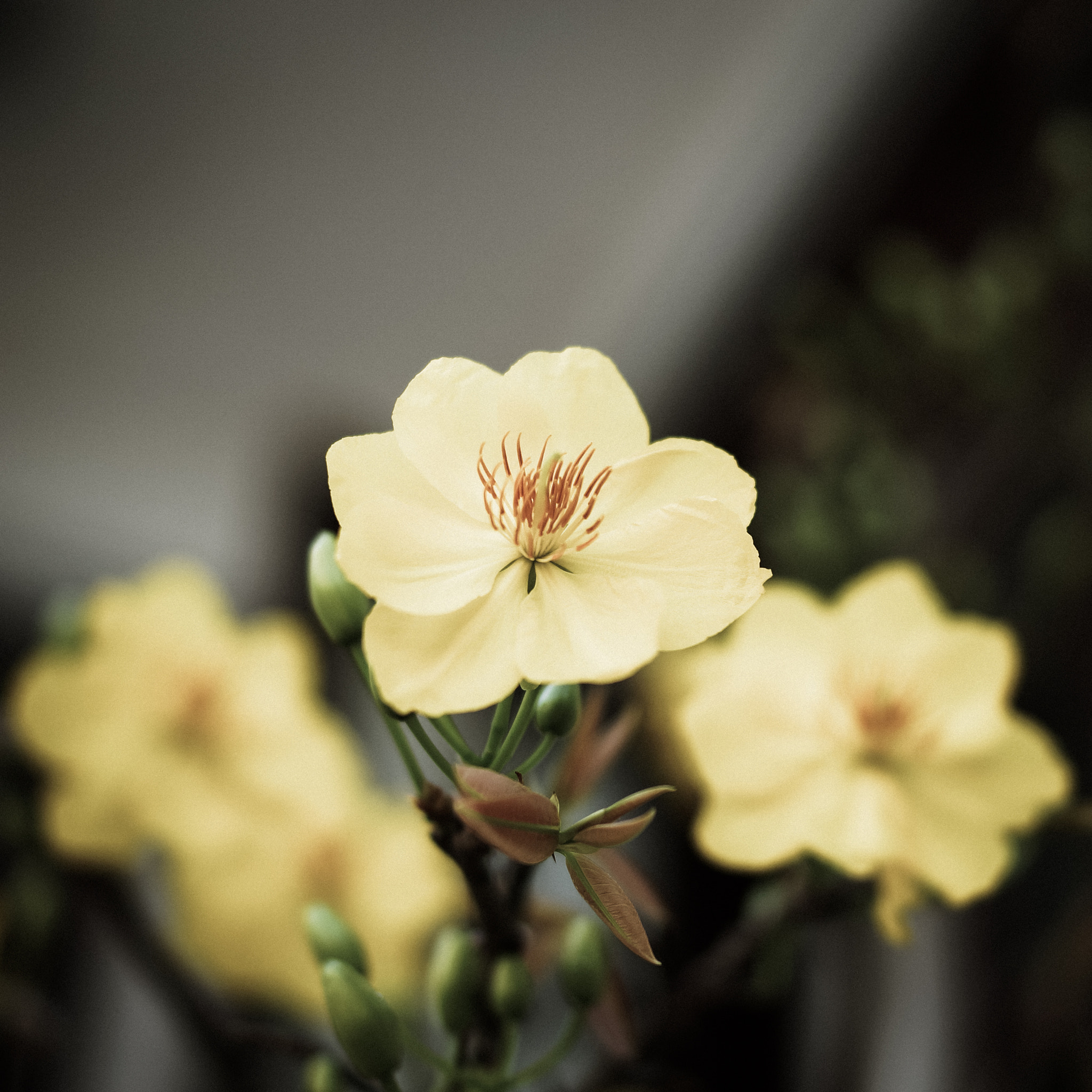 Sony DT 35mm F1.8 SAM sample photo. Modesty photography