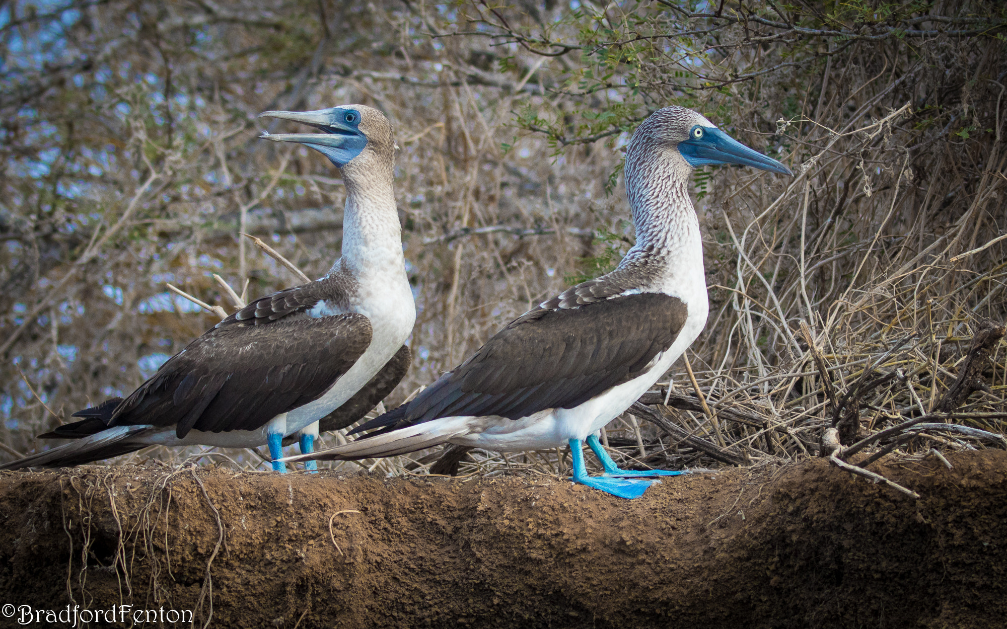 Canon EF 100-400mm F4.5-5.6L IS II USM sample photo. Blue footed boobies photography