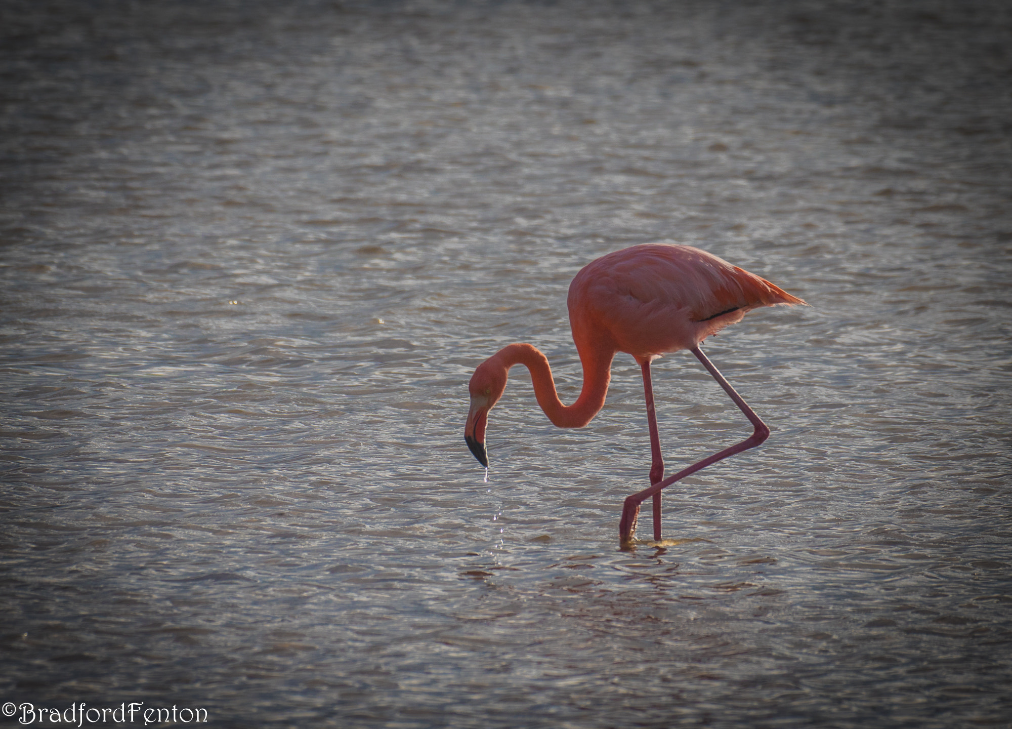 Canon EF 100-400mm F4.5-5.6L IS II USM sample photo. Lone flamingo photography