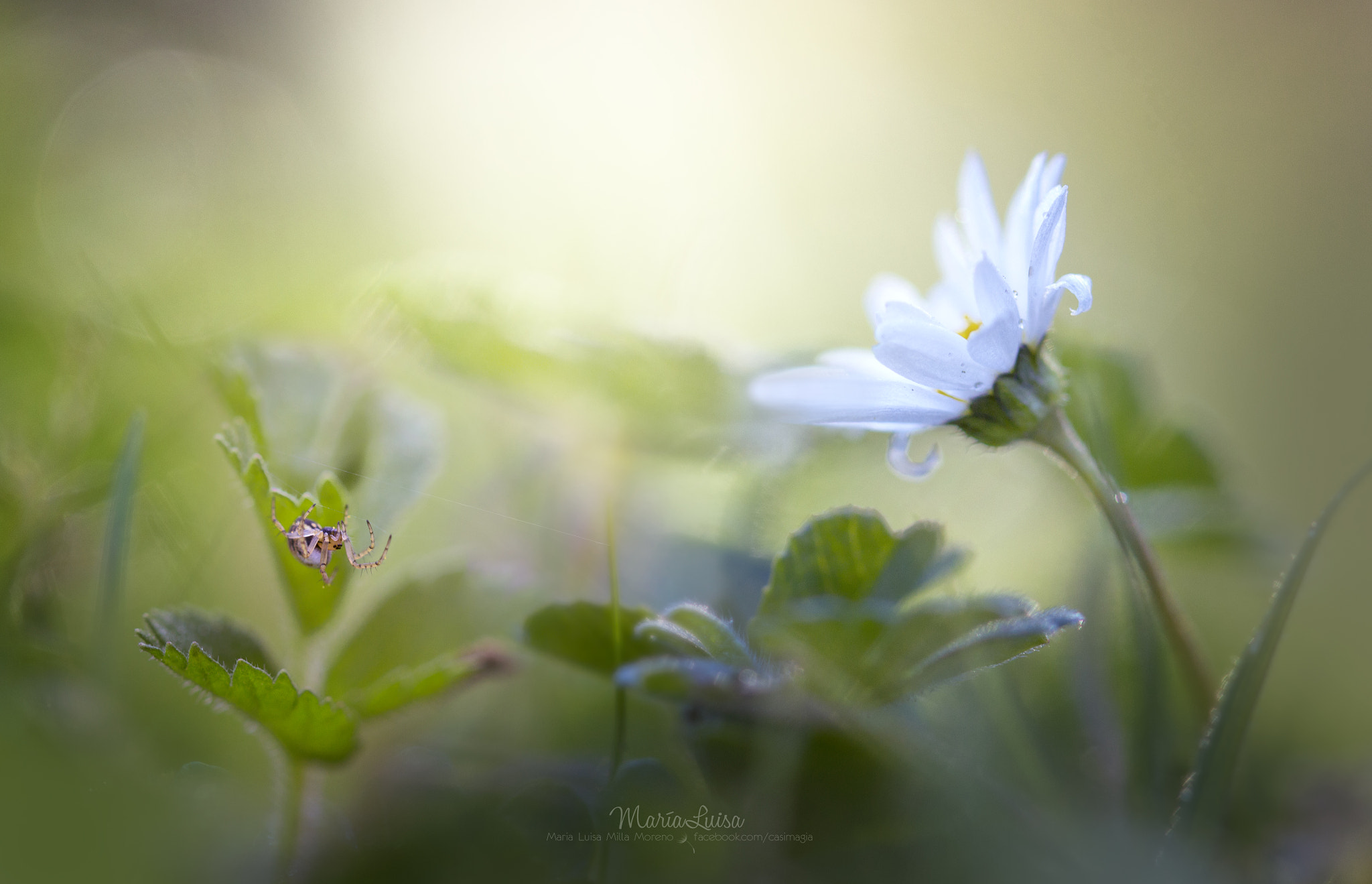 Canon EF 100mm F2.8 Macro USM sample photo. Daily routine photography
