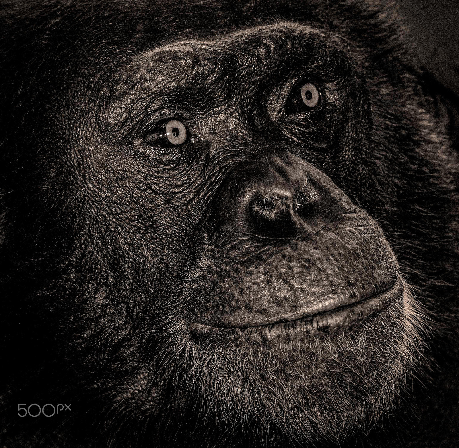 Nikon D800 + AF Nikkor 180mm f/2.8 IF-ED sample photo. Chimpanzee portrait photography
