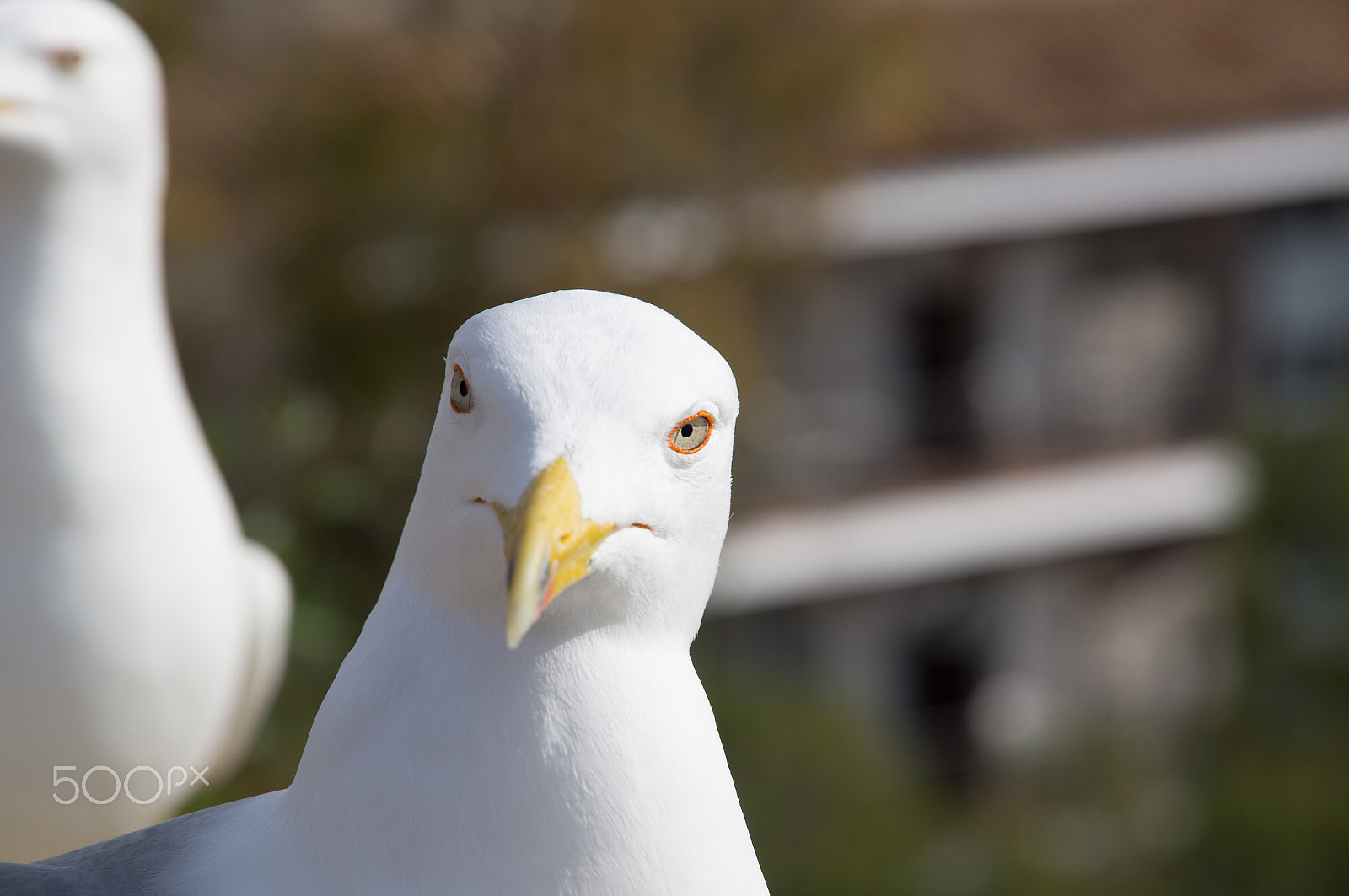 Sony Alpha DSLR-A580 sample photo. Fearless big bird seagull photography