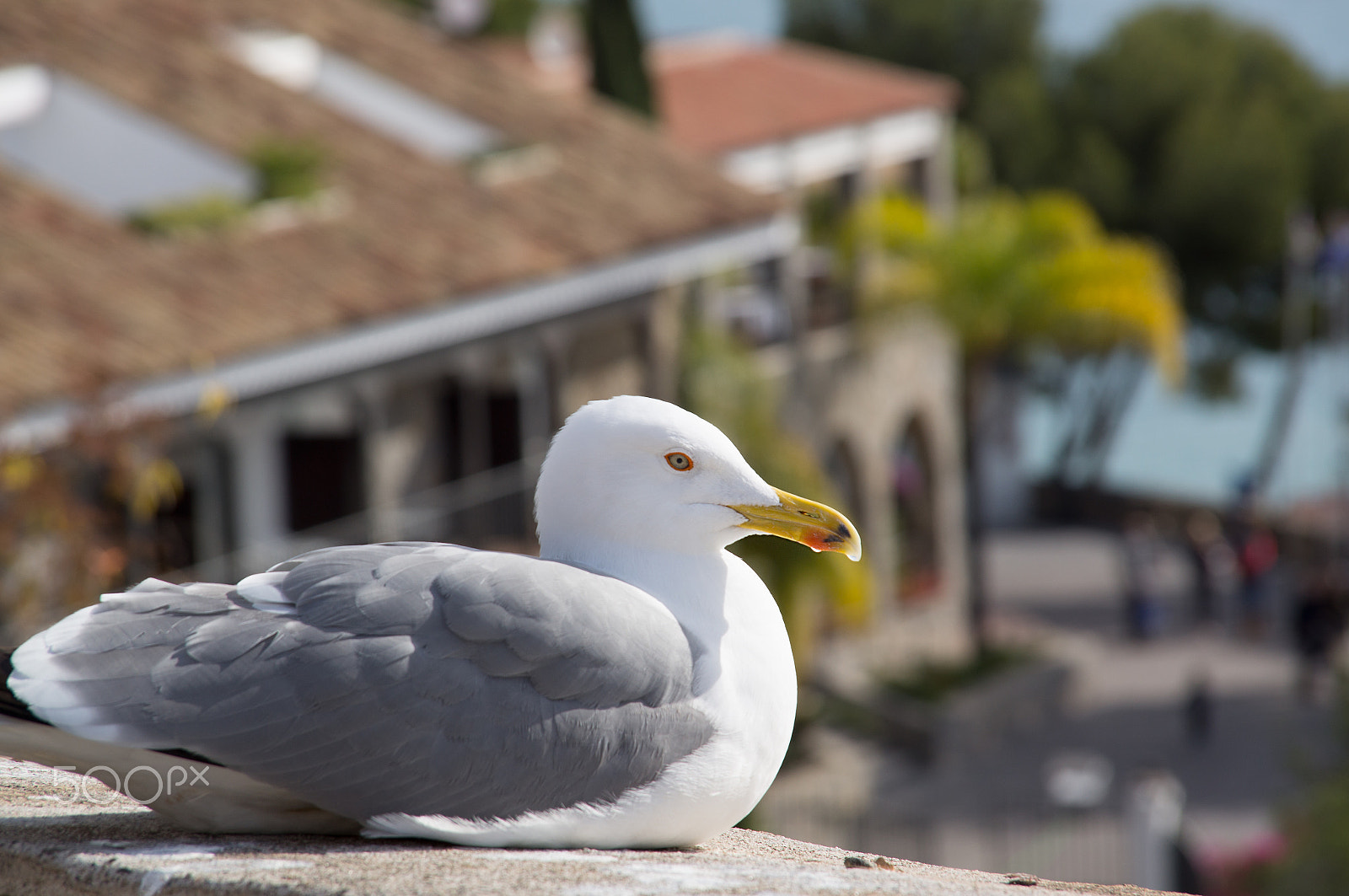 Sony Alpha DSLR-A580 sample photo. Fearless big bird seagull photography