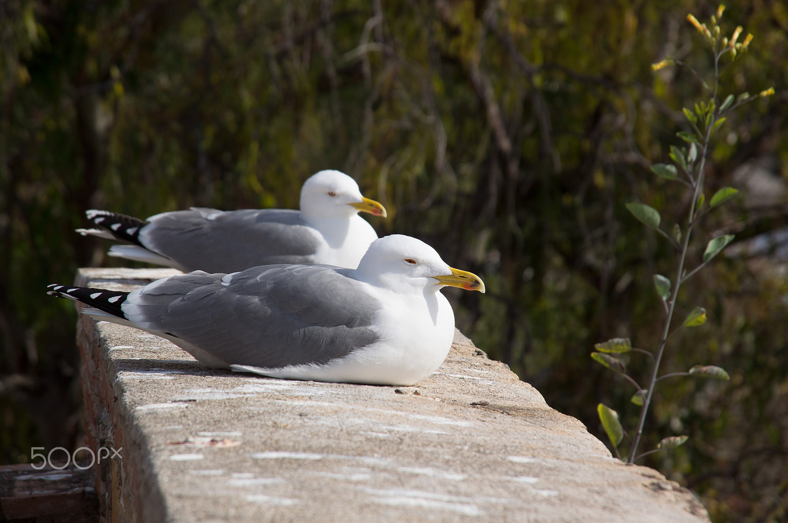 Sony Alpha DSLR-A580 sample photo. Fearless big bird seagull photography
