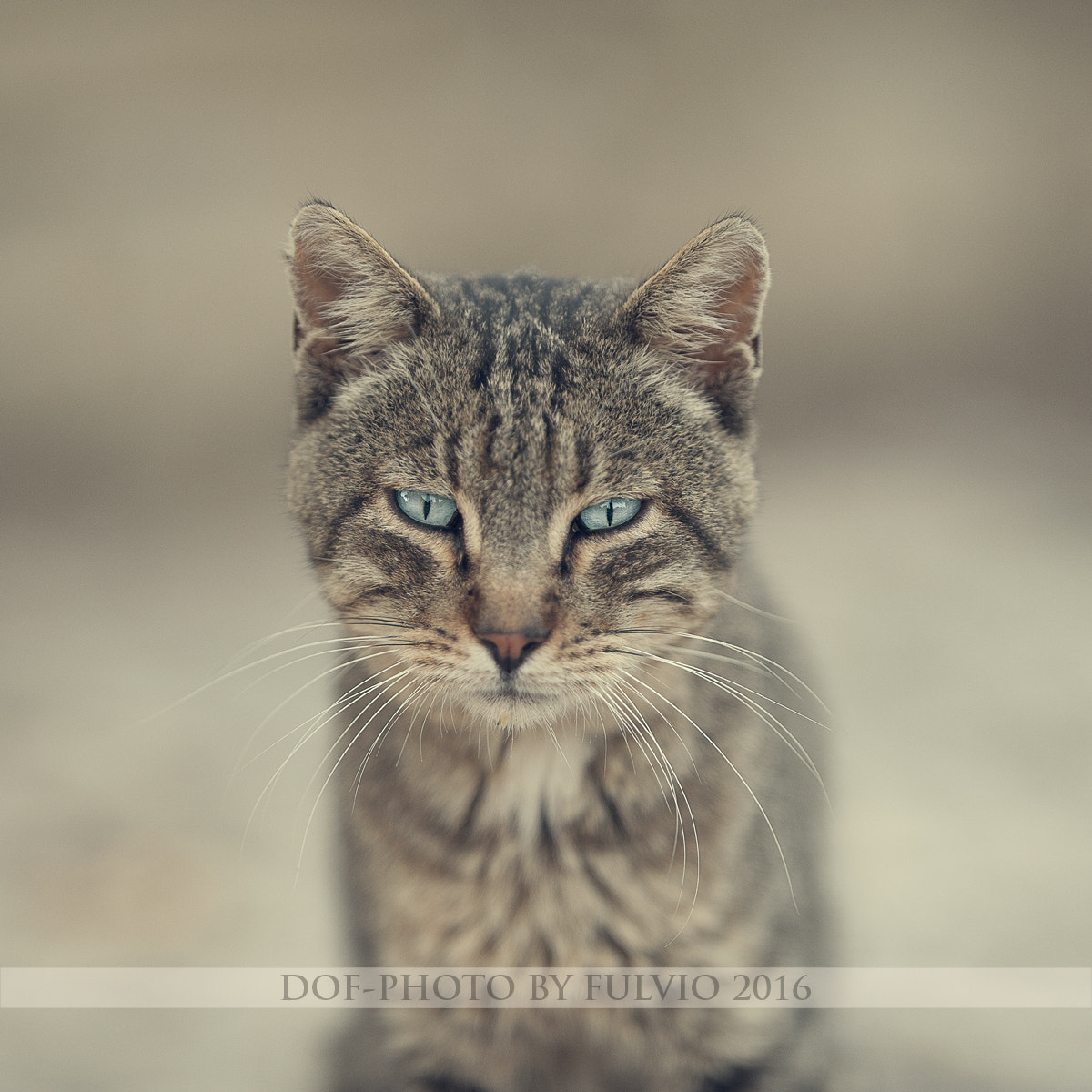 Nikon AF-S Nikkor 200mm F2G ED-IF VR sample photo. Little tiger photography