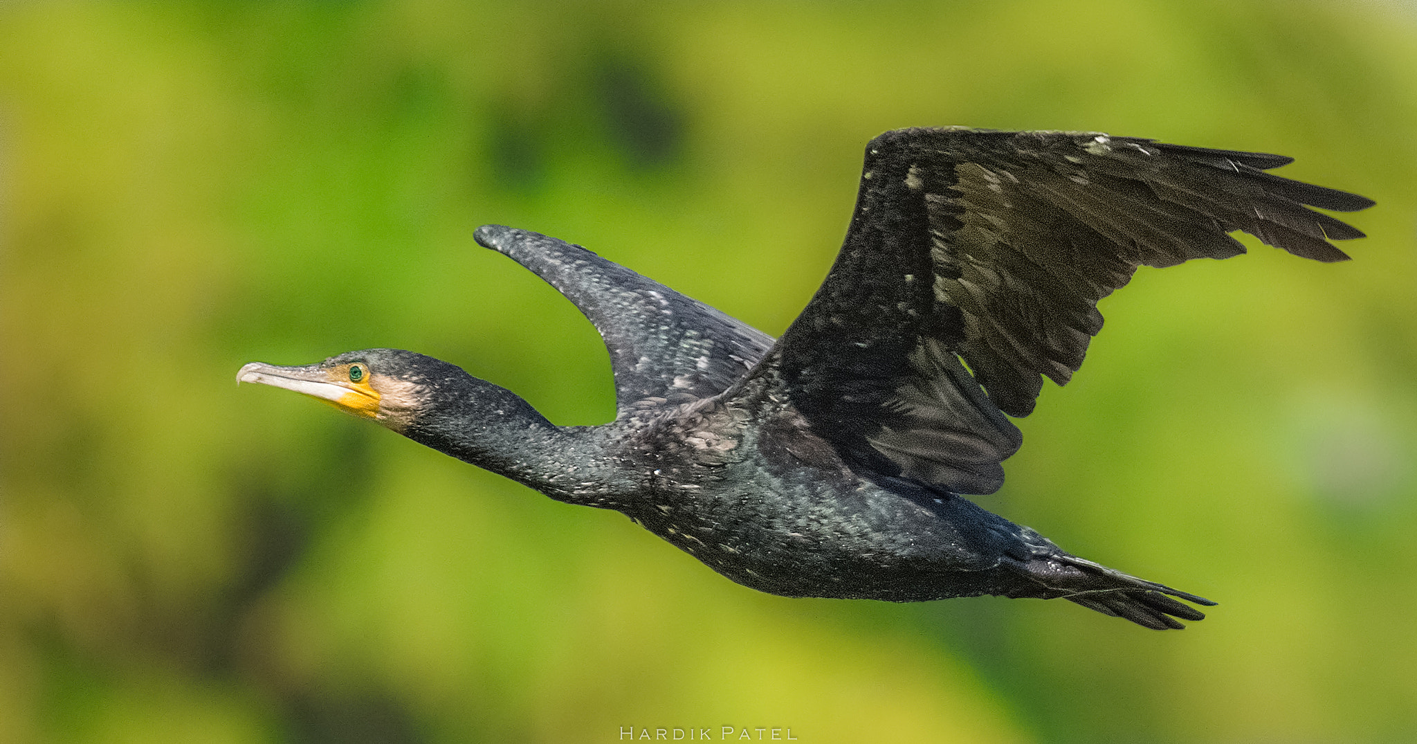 Nikon D4S sample photo. The flight.. photography