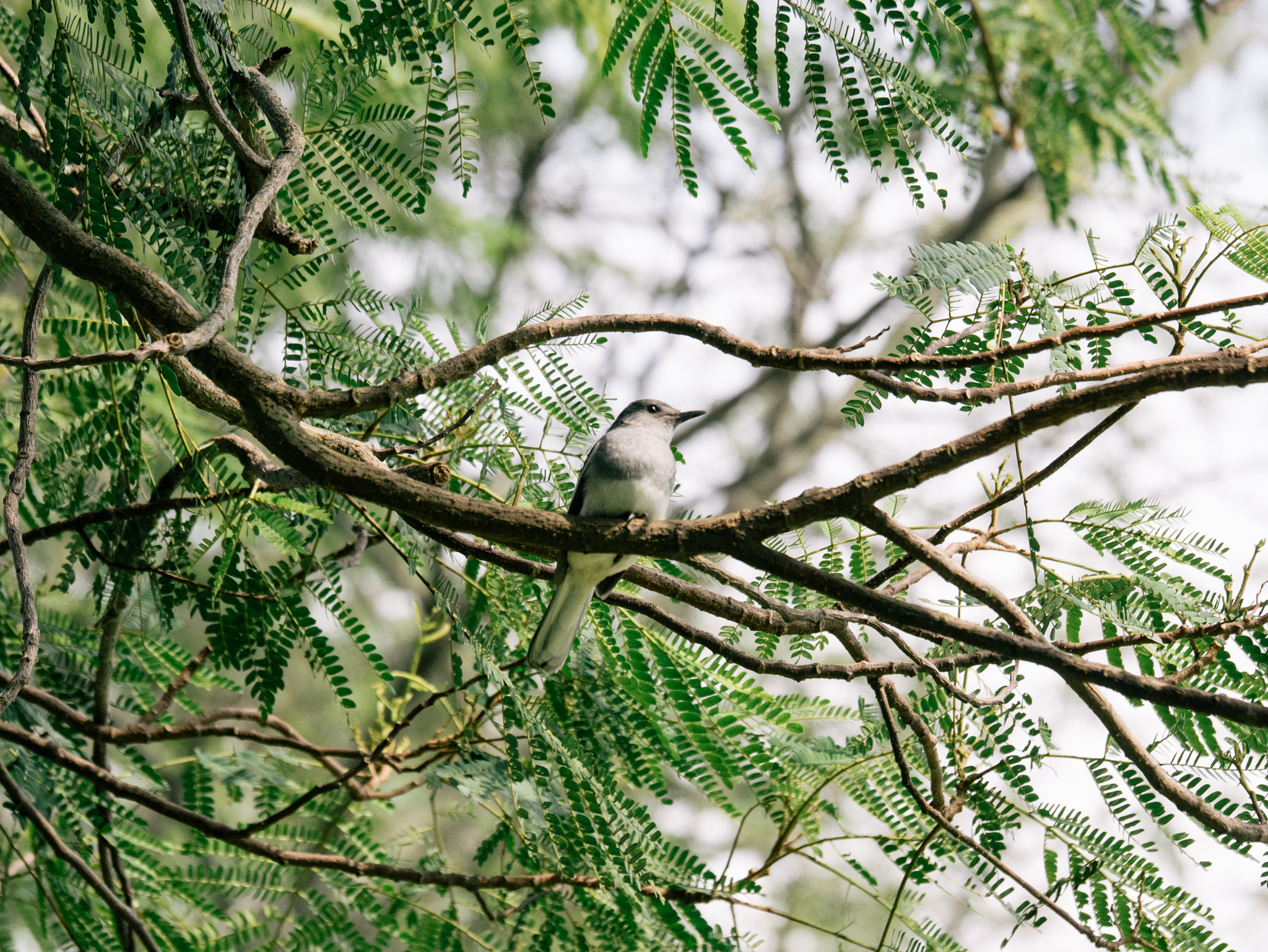 Panasonic Lumix DMC-GM1 sample photo. 白头翁/chinese bulbul photography