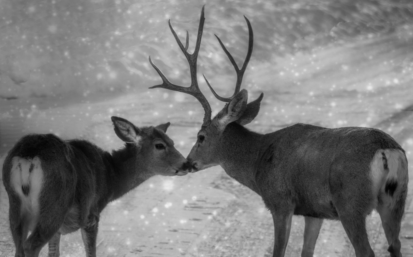 Sigma 150-500mm F5-6.3 DG OS HSM sample photo. Is this love photography