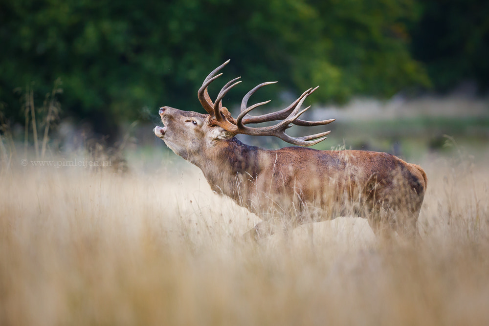 Red Deer Stag