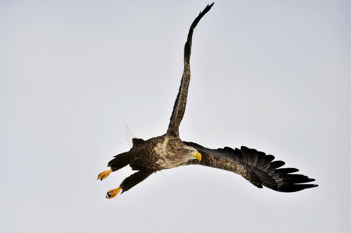 Nikon D4S + Sigma 24-60mm F2.8 EX DG sample photo. Wings. photography