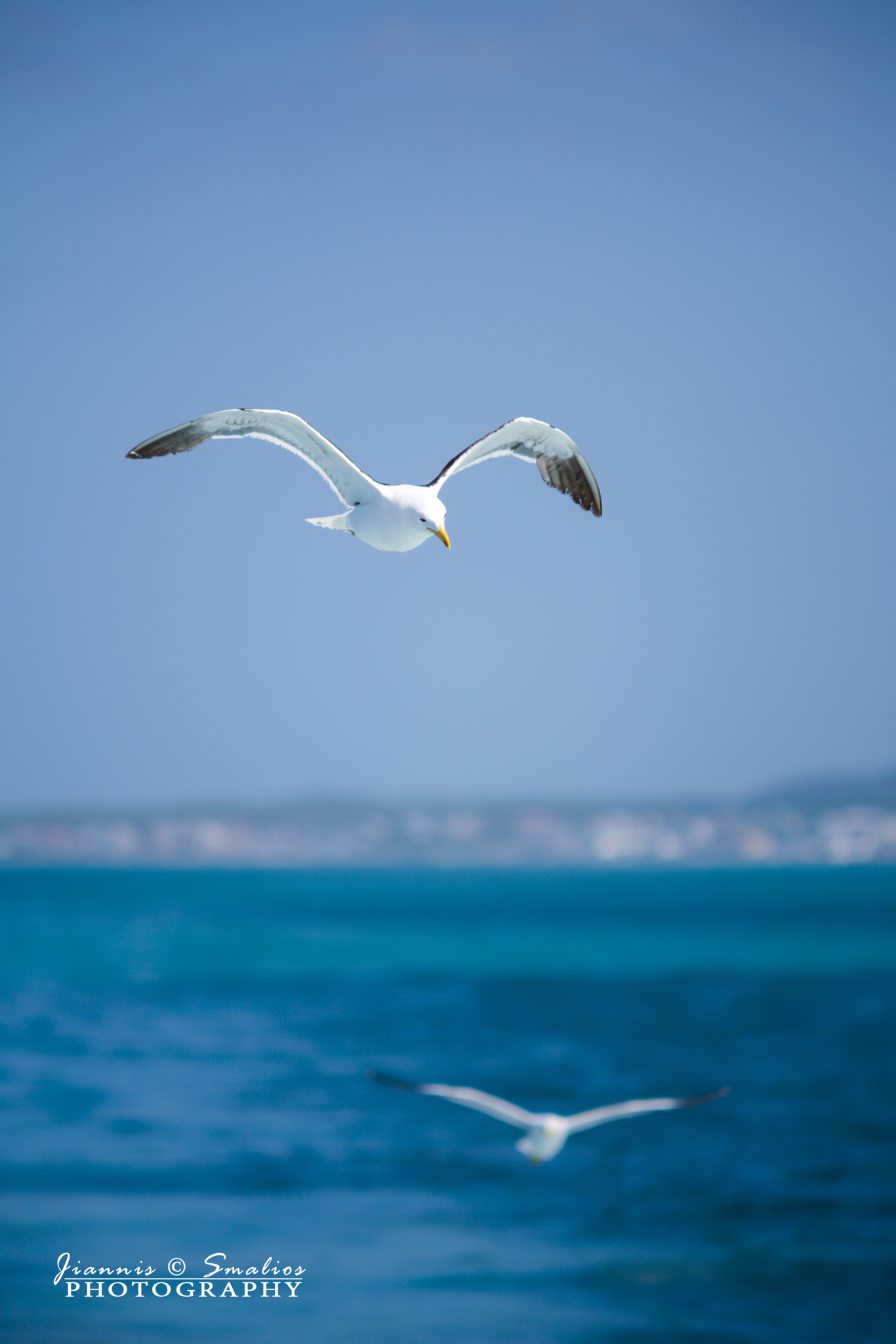 Nikon D7100 + Sigma 50-150mm F2.8 EX APO DC HSM sample photo. Seagull at shark alley 1 photography