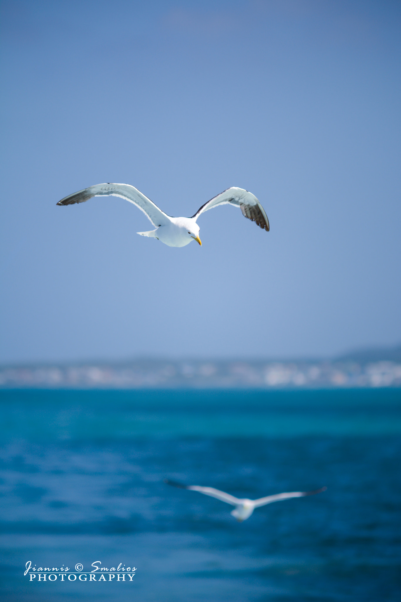 Sigma 50-150mm F2.8 EX APO DC HSM sample photo. Seagull at shark alley 1 photography