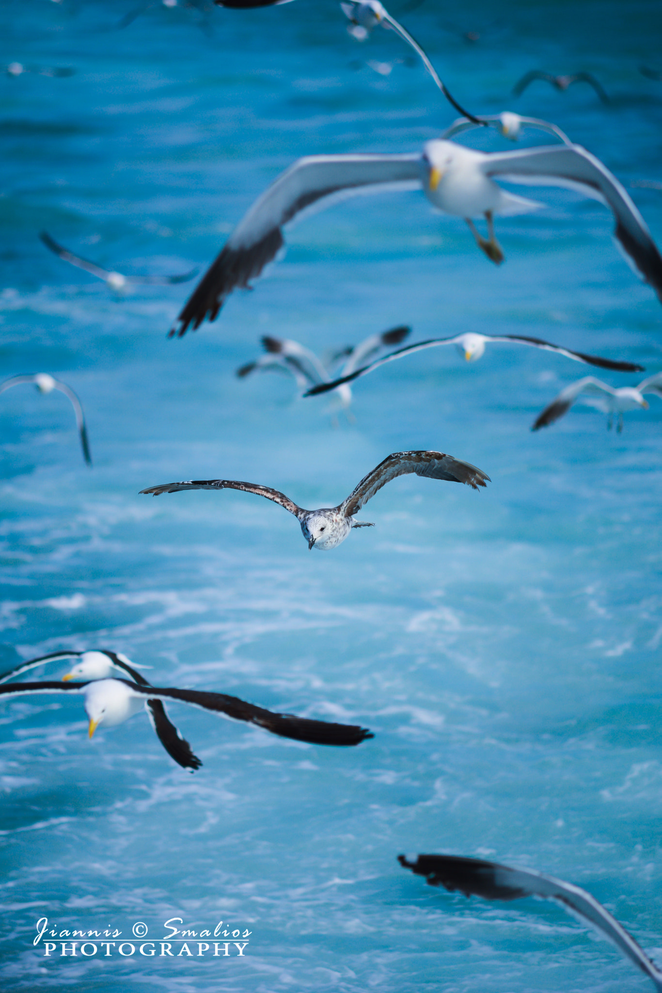 Sigma 50-150mm F2.8 EX APO DC HSM sample photo. Seagull madness photography